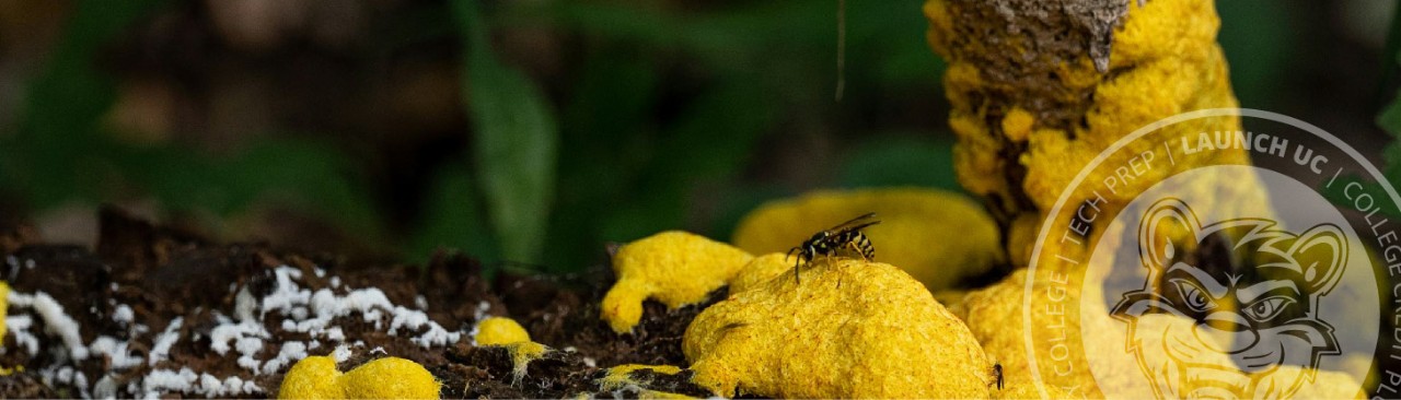 Insect crawling in dirt