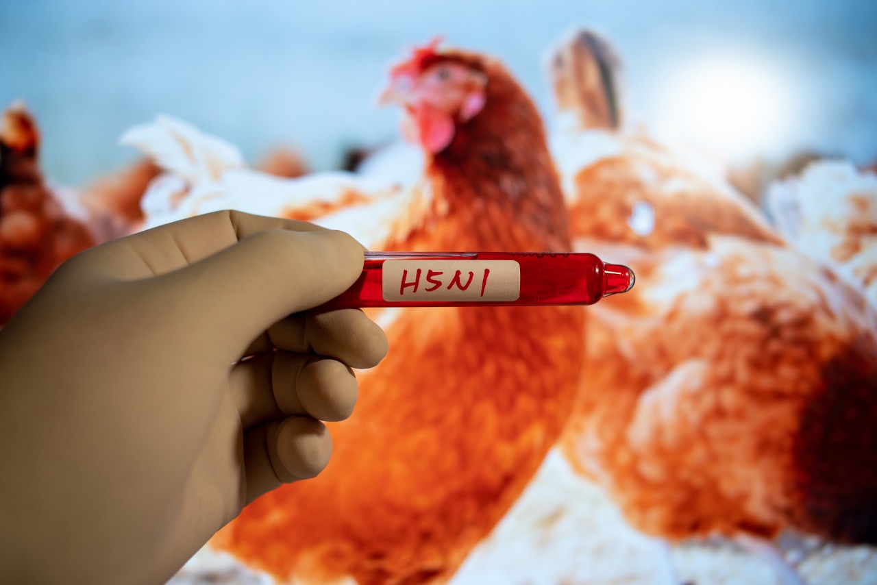 Answer questions about bird flu