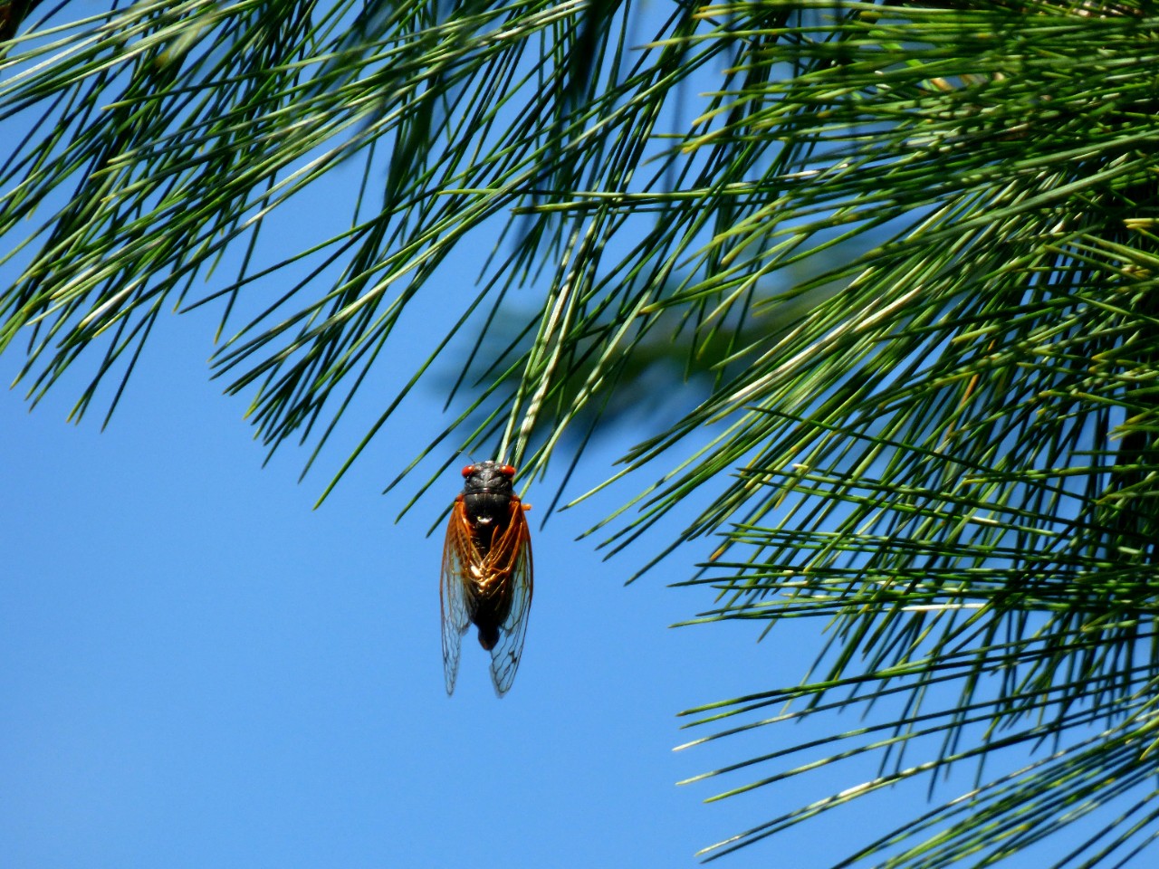 UC biologist Cicadas coming to the Midwest this summer University of