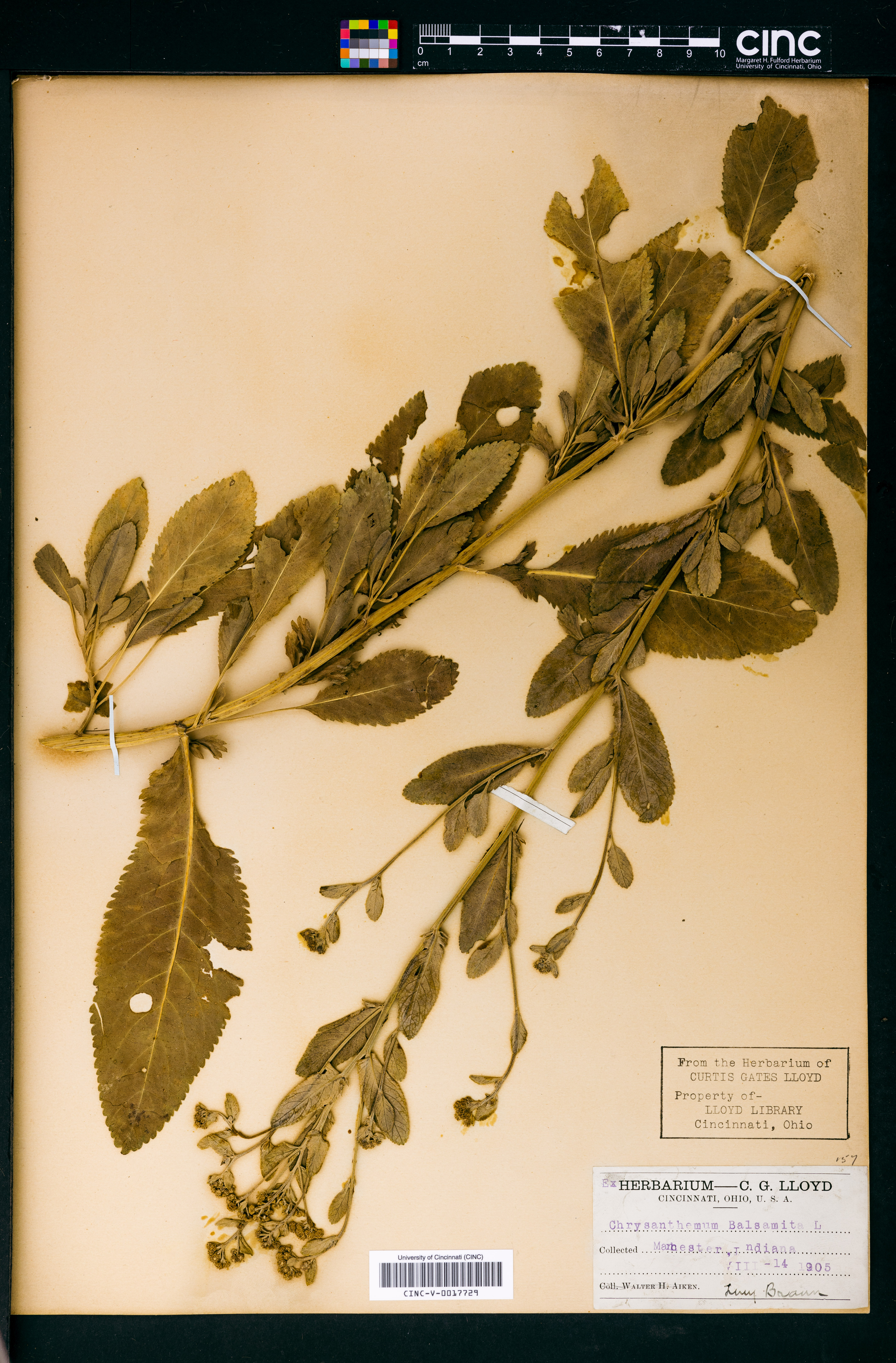 Tanacetum balsamita image