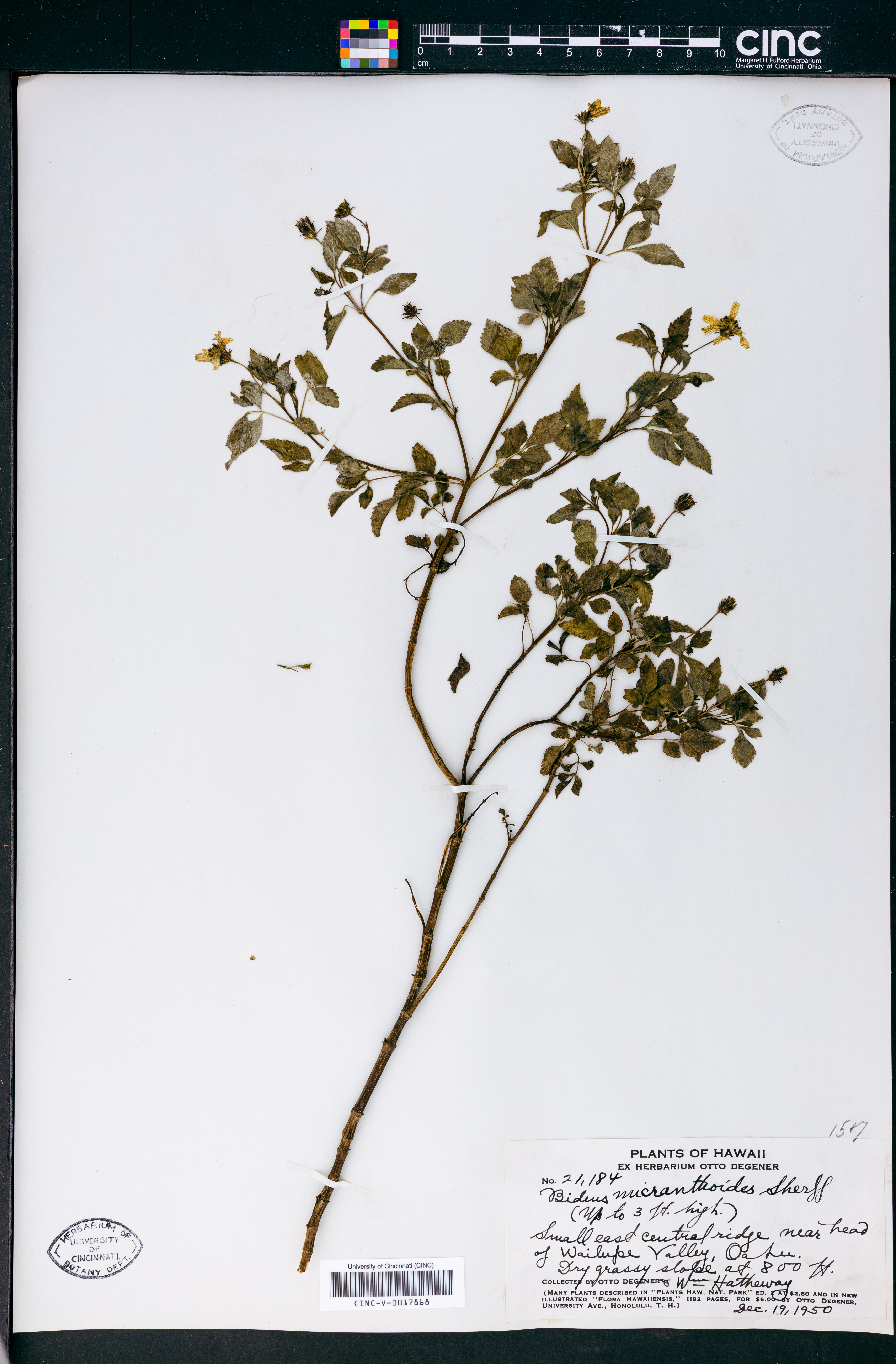 Bidens sandwicensis subsp. sandwicensis image