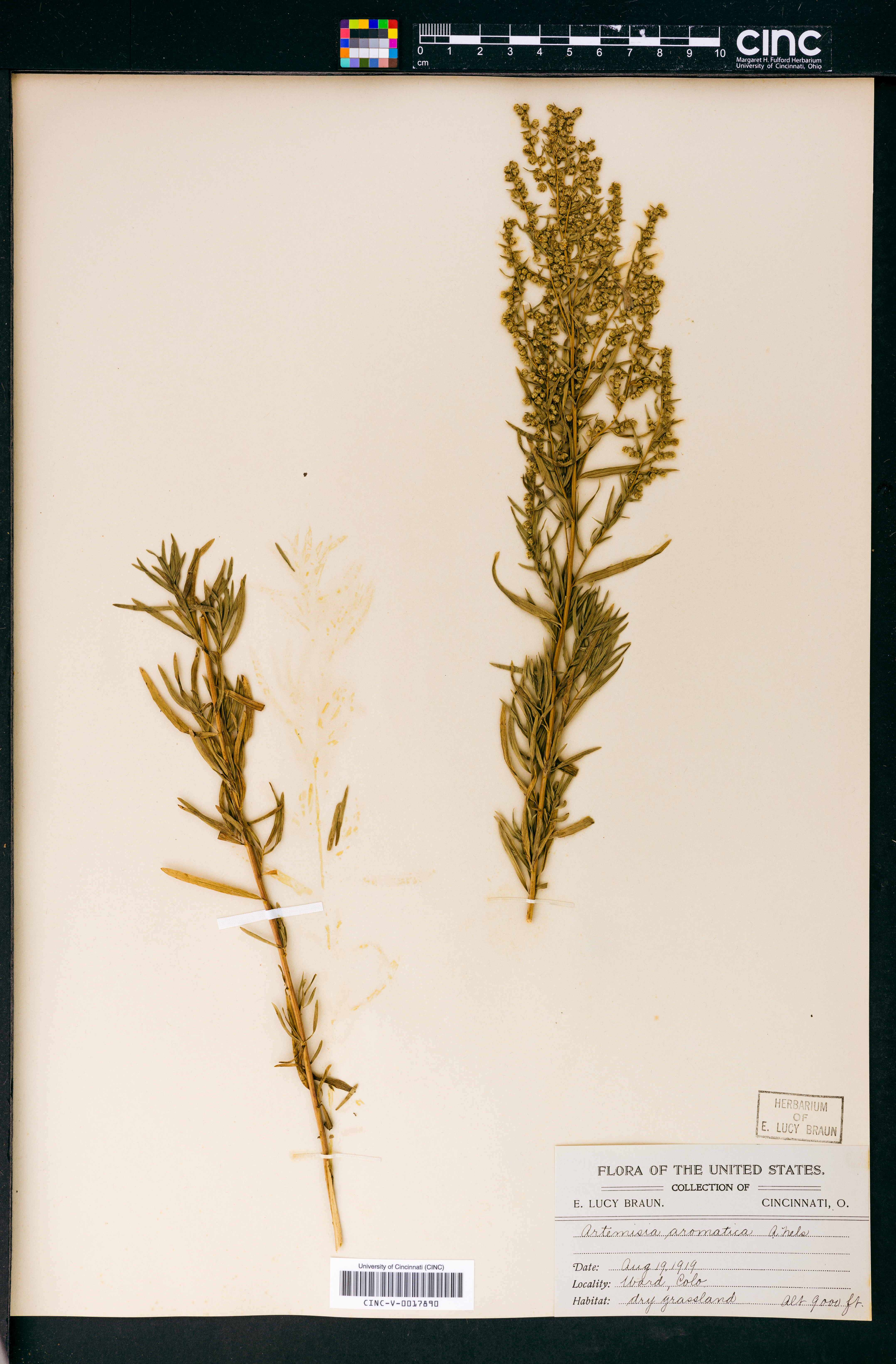 Artemisia aromatica image