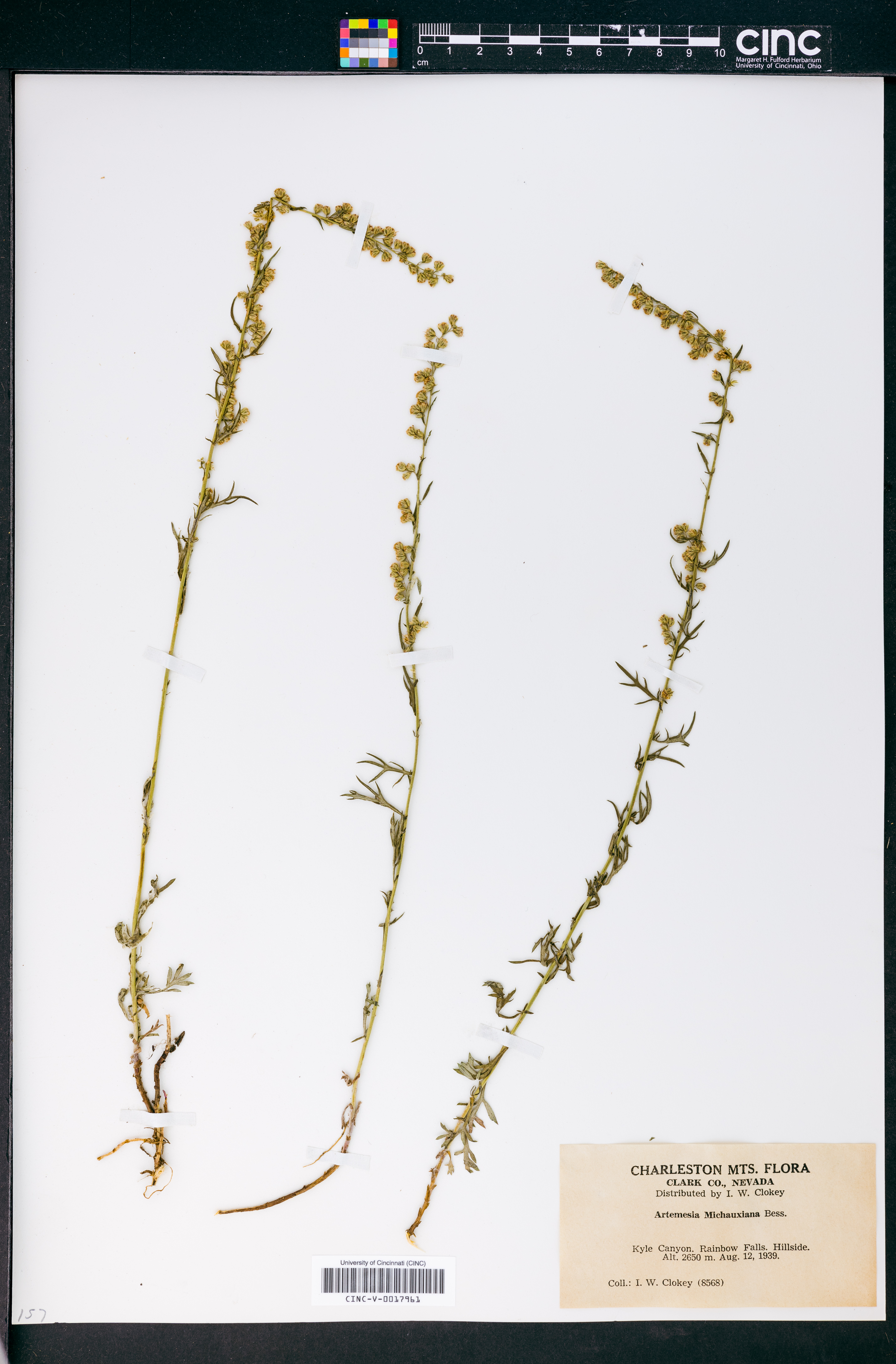 Artemisia michauxiana image