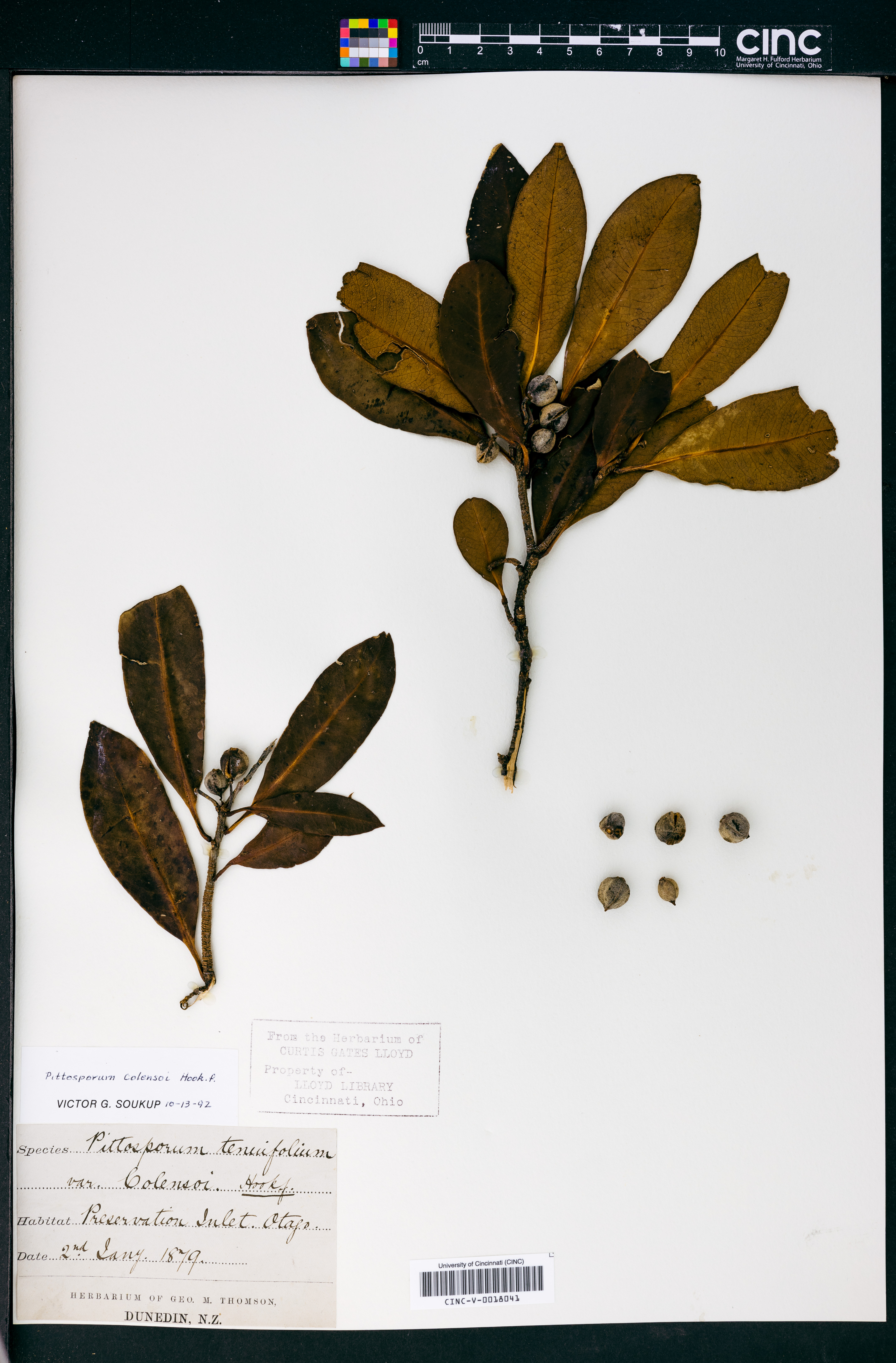 Pittosporum colensoi image