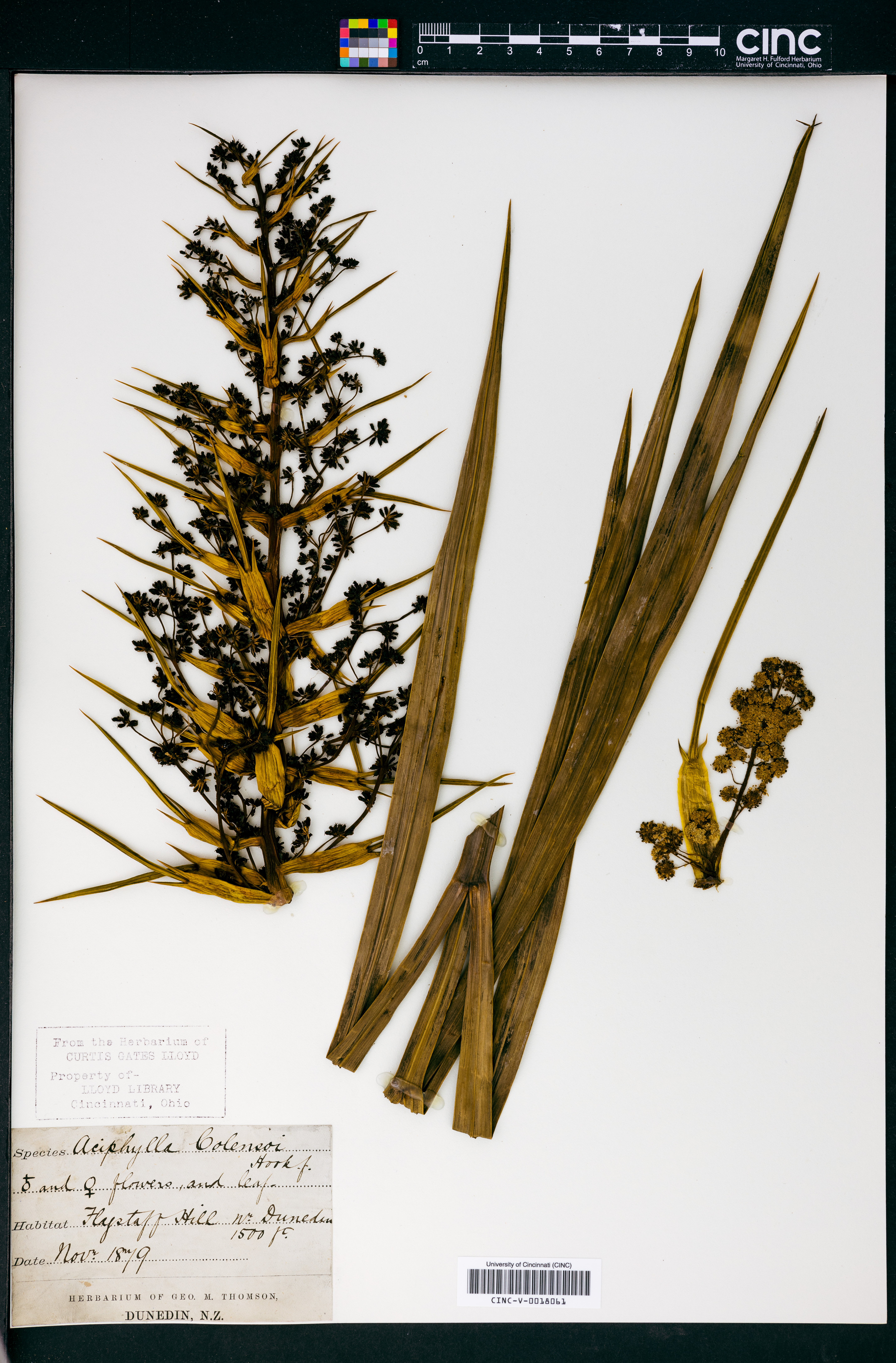 Aciphylla colensoi image