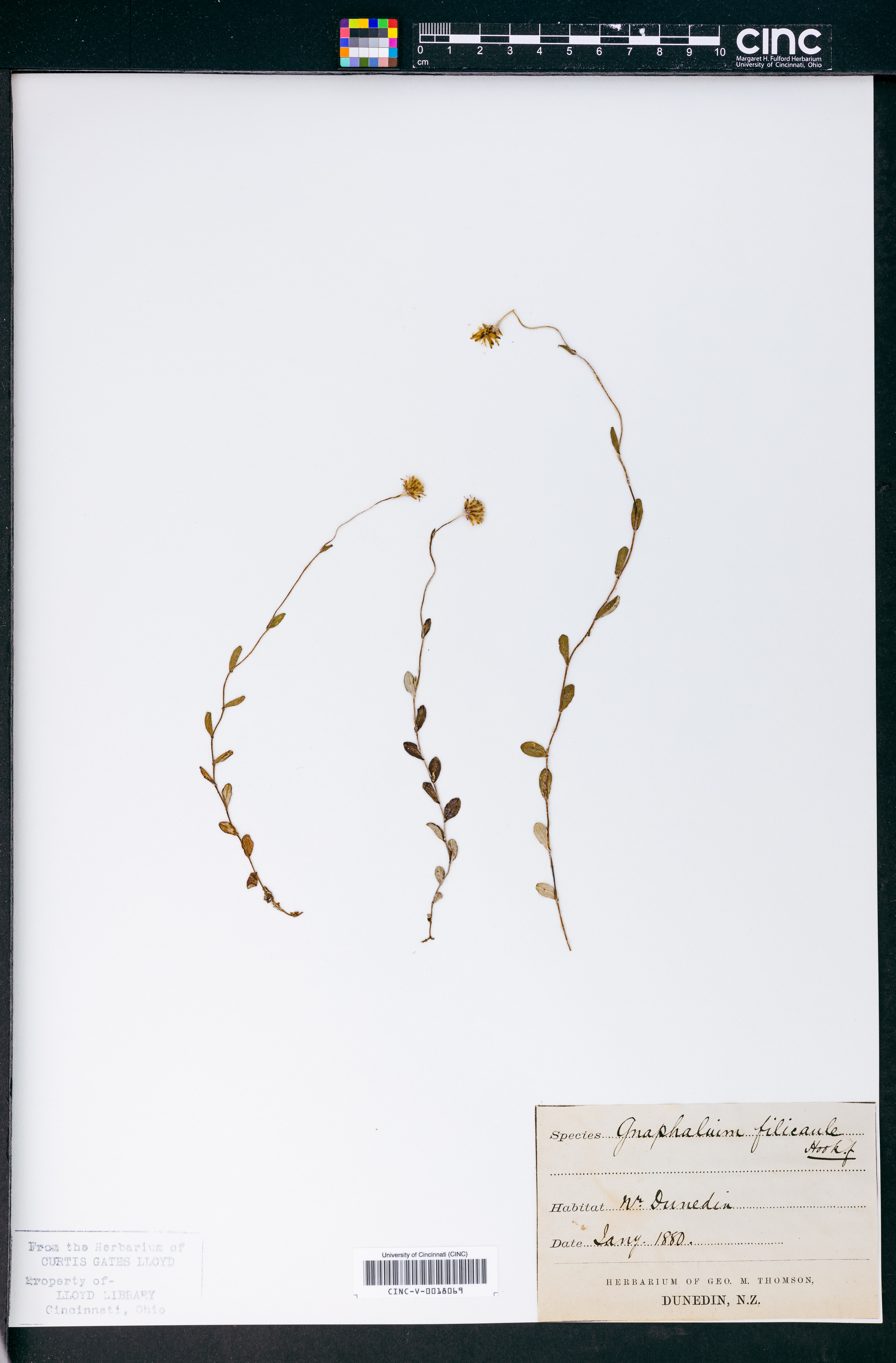 Helichrysum filicaule image