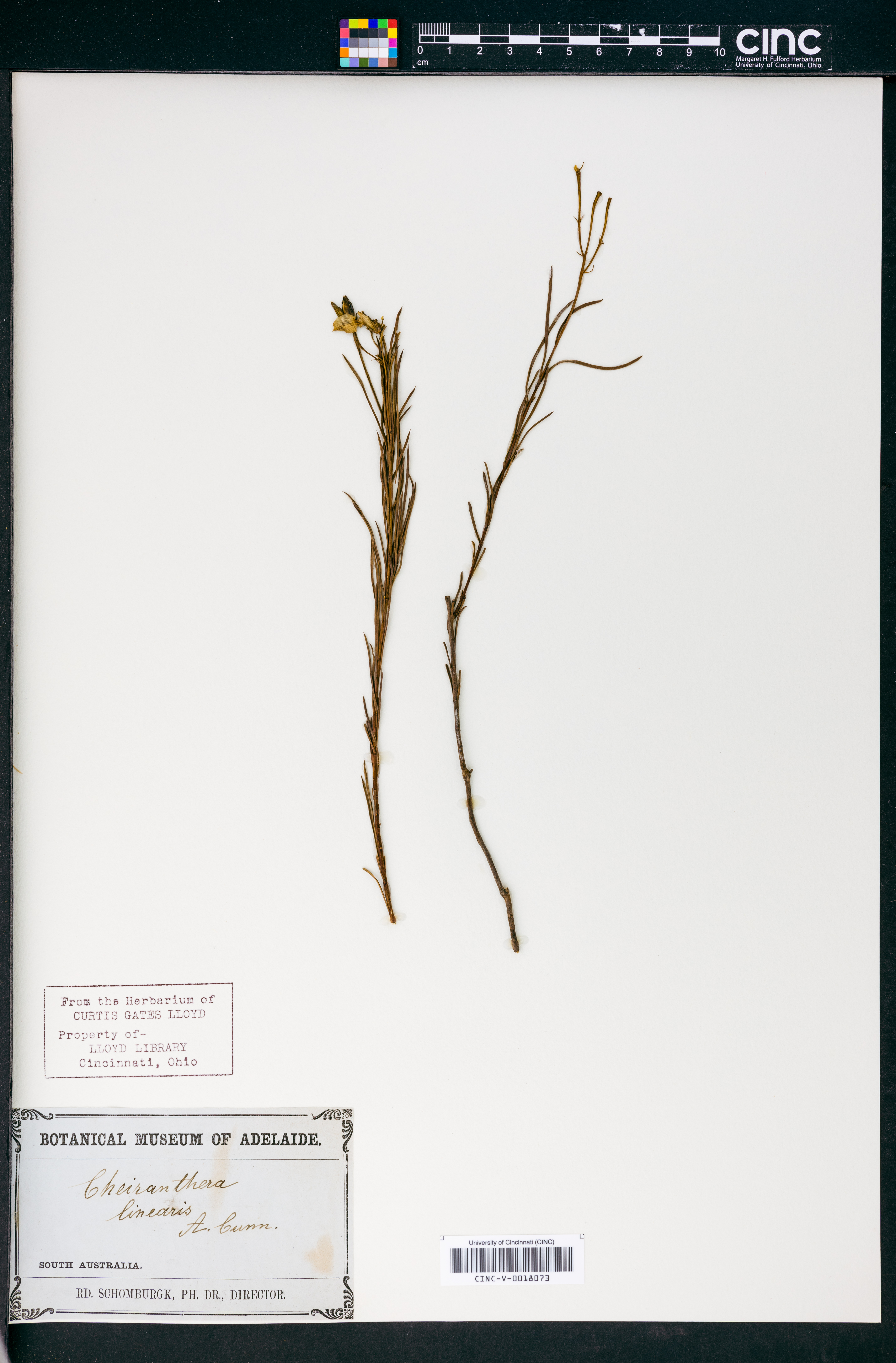 Cheiranthera linearis image