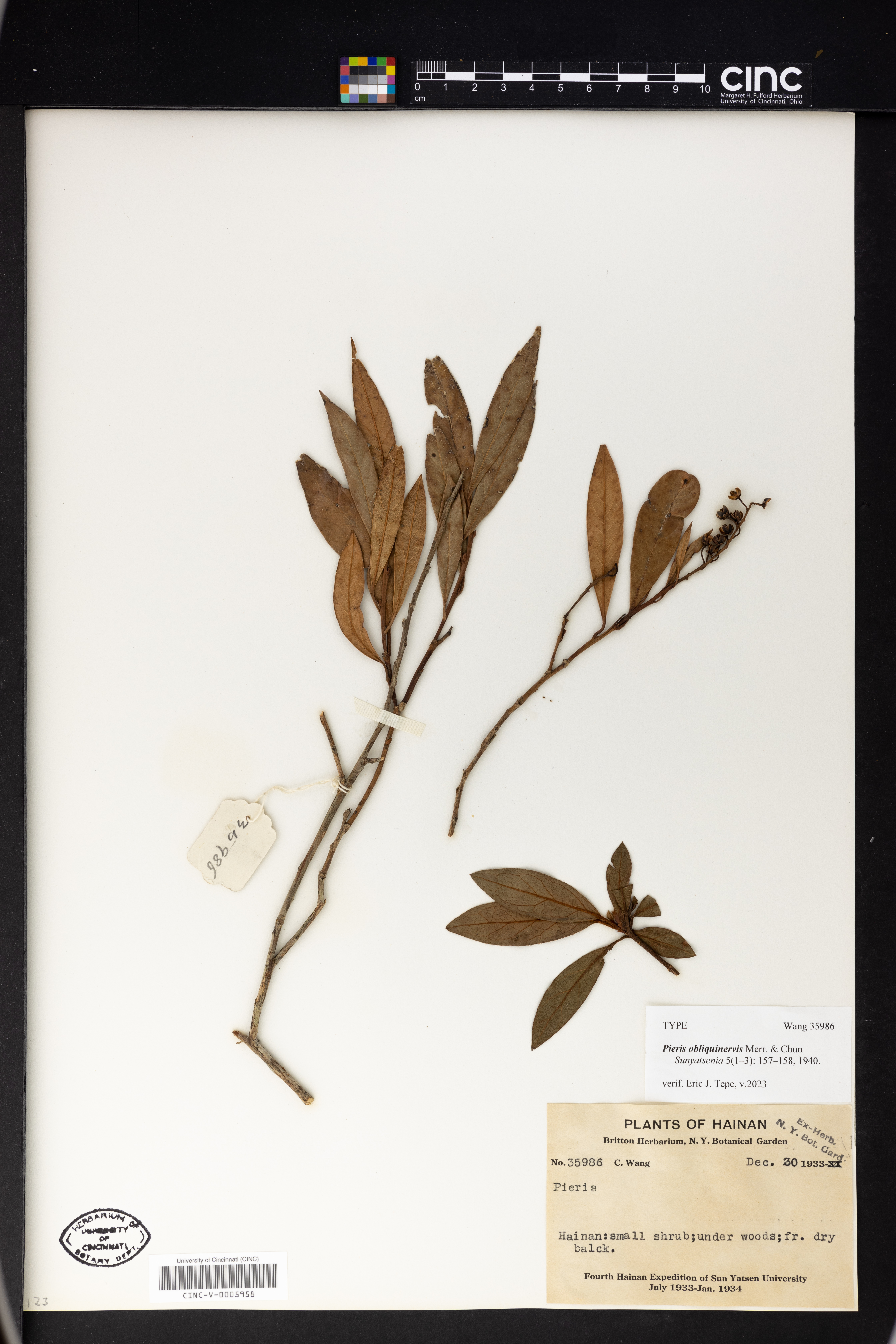 Lyonia ovalifolia var. lanceolata image