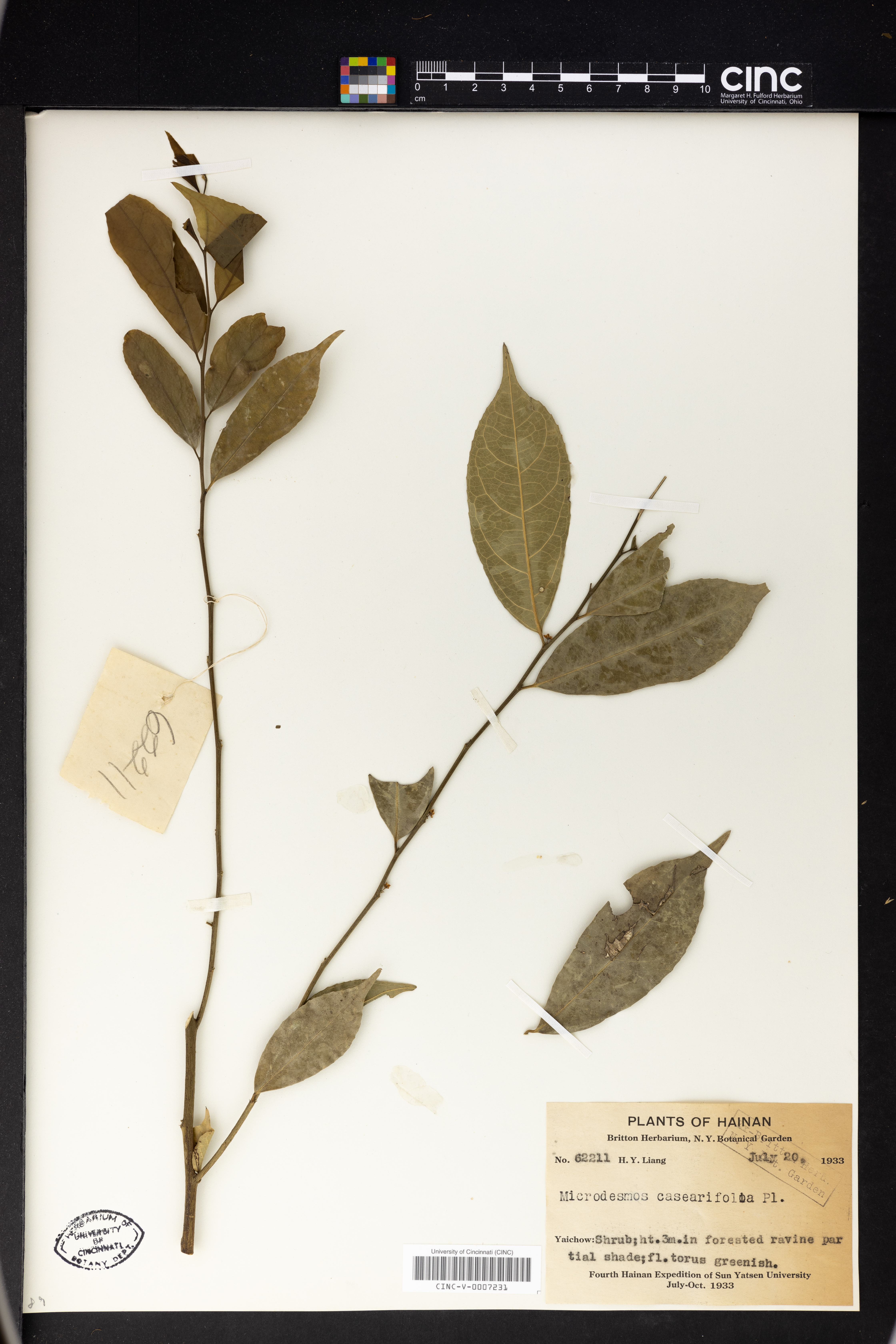 Microdesmis caseariifolia image