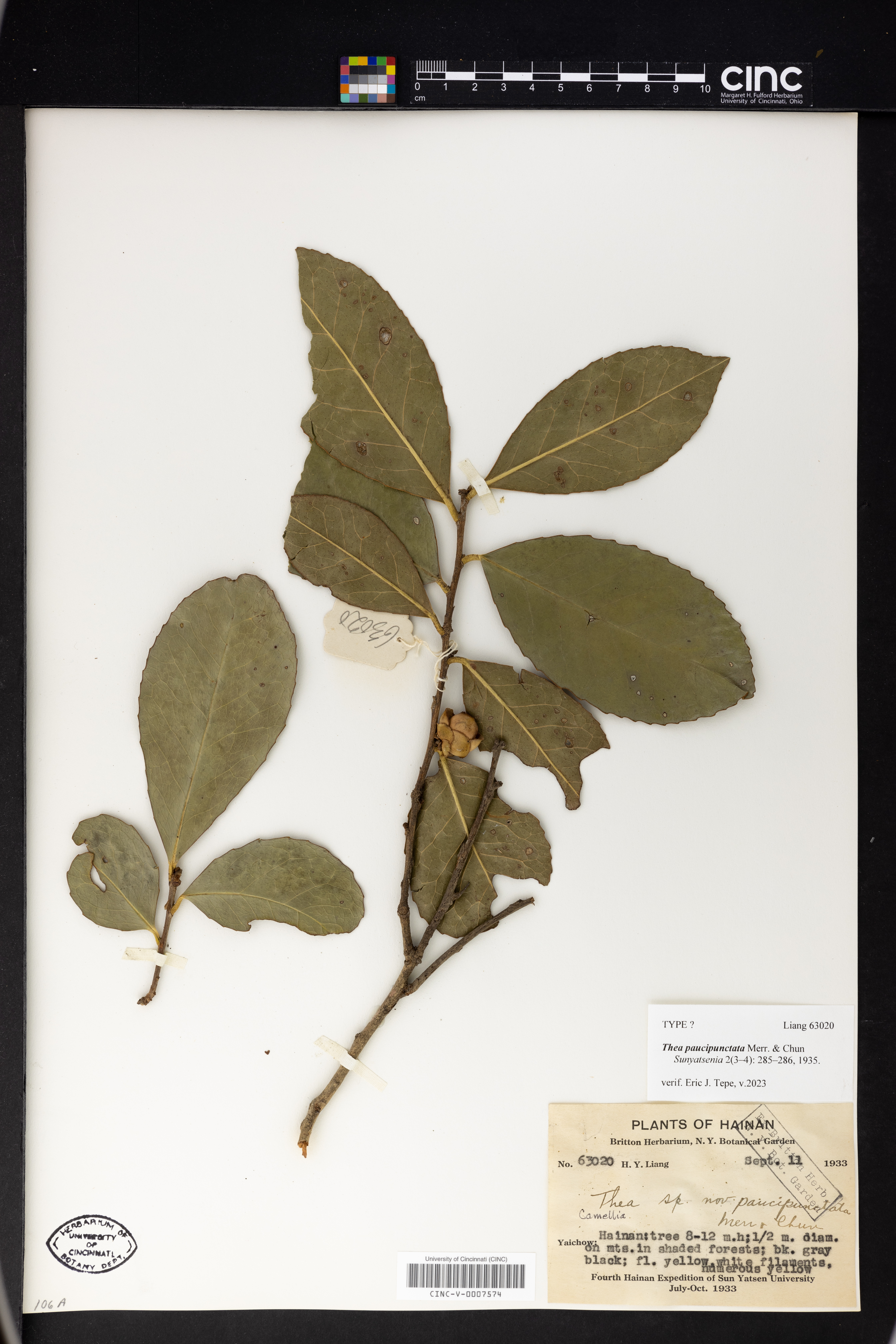 Camellia paucipunctata image