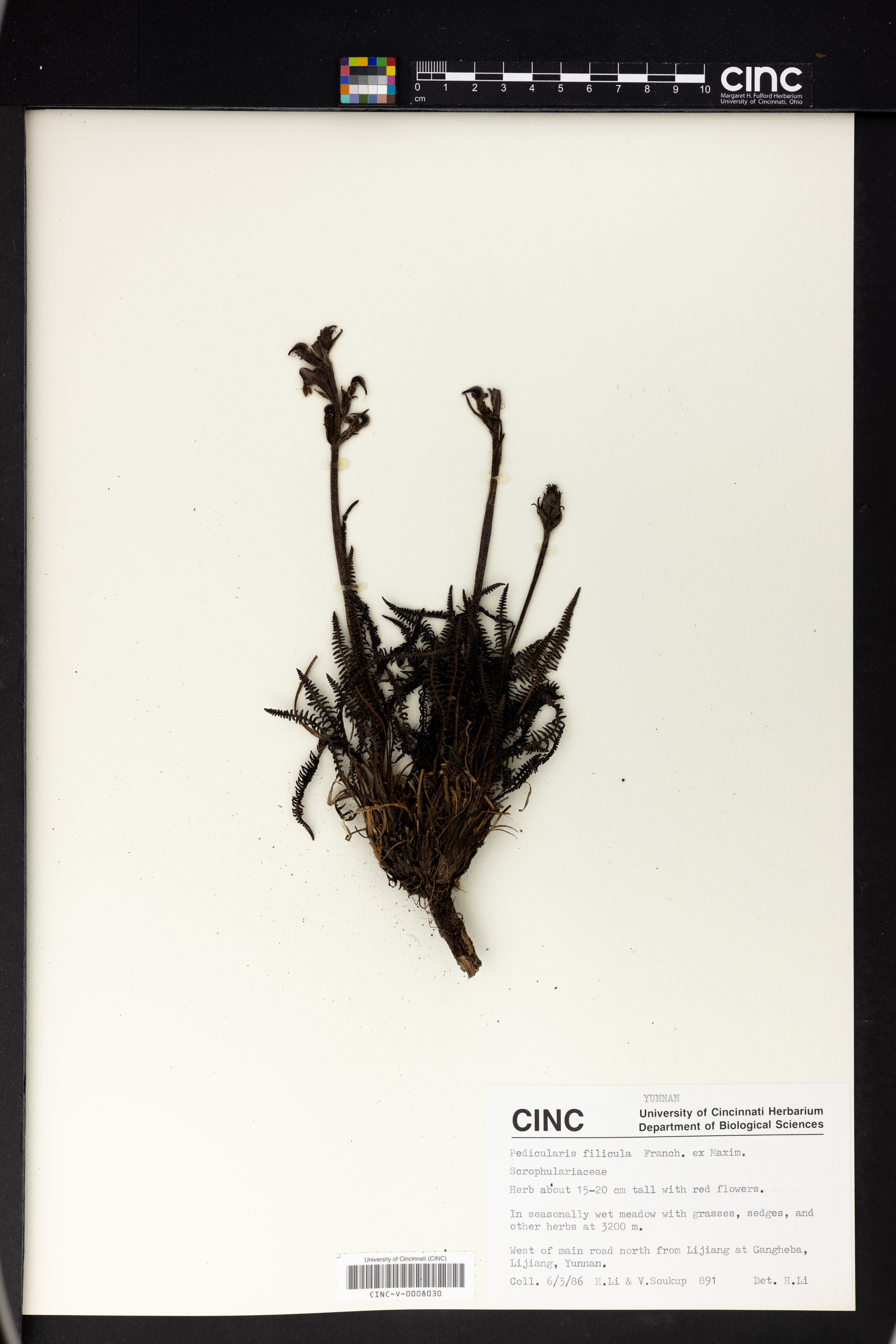 Pedicularis filicula image
