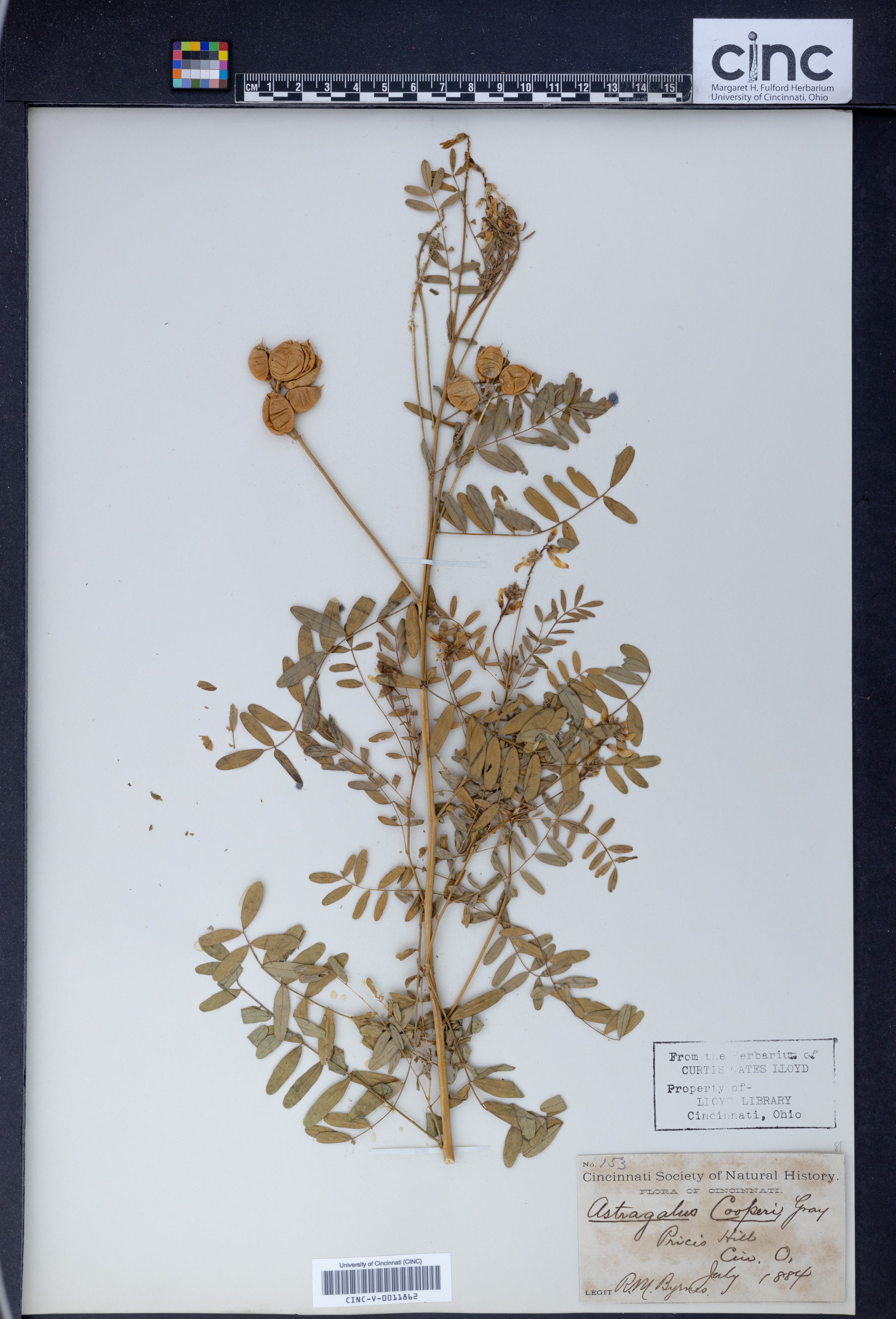 Astragalus cooperi image