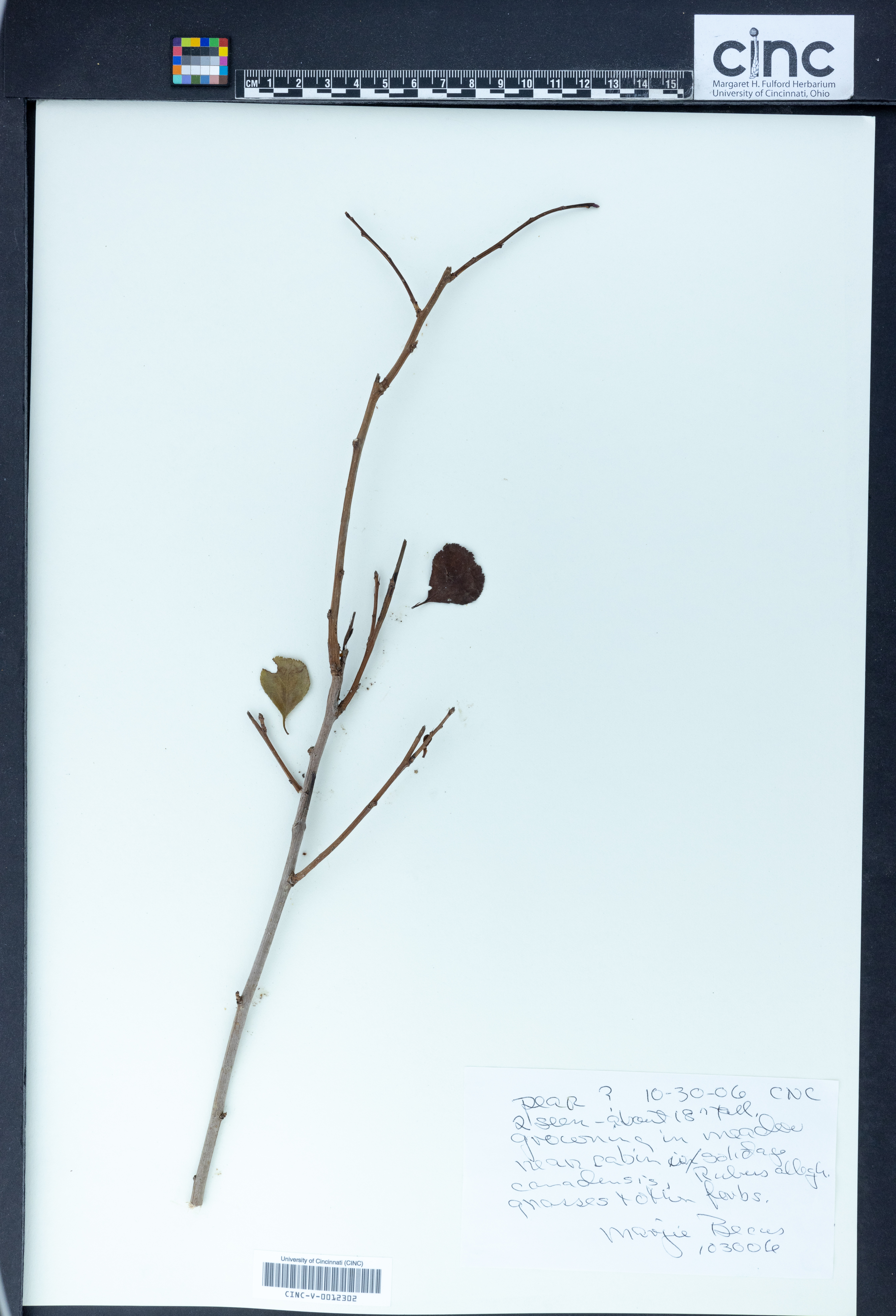 Pyrus glaucescens image