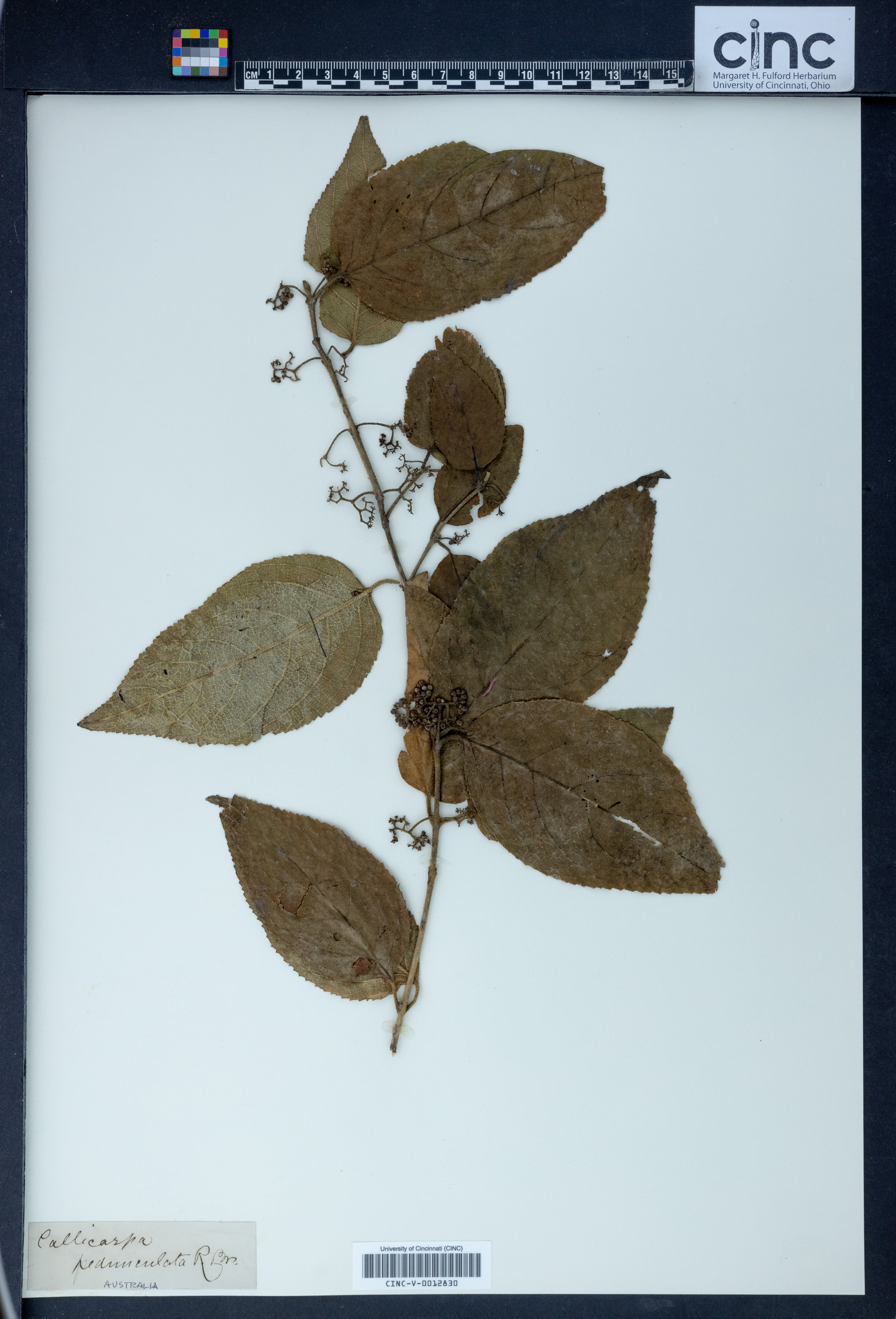 Callicarpa pedunculata image