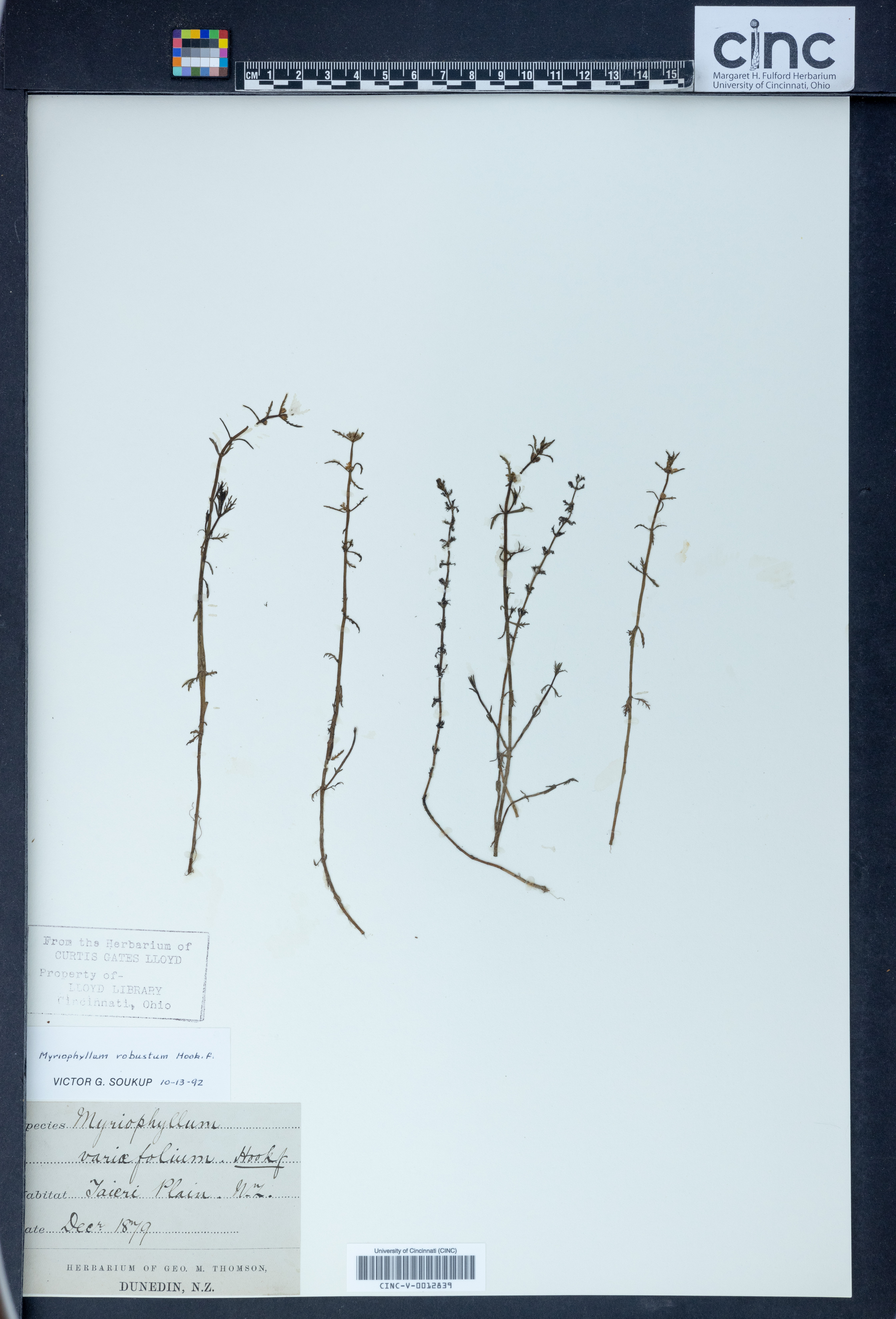 Myriophyllum variifolium image