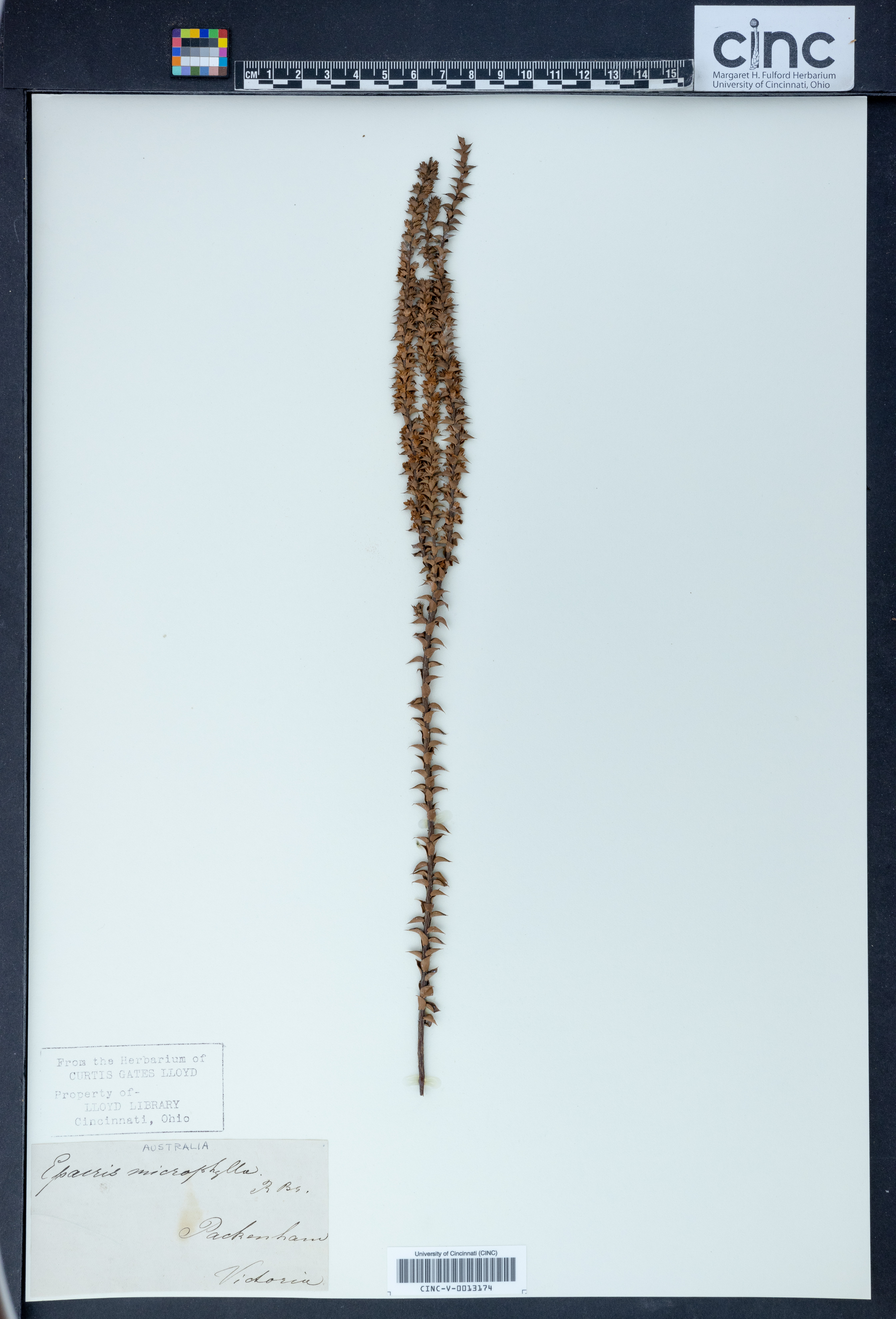 Epacris microphylla image