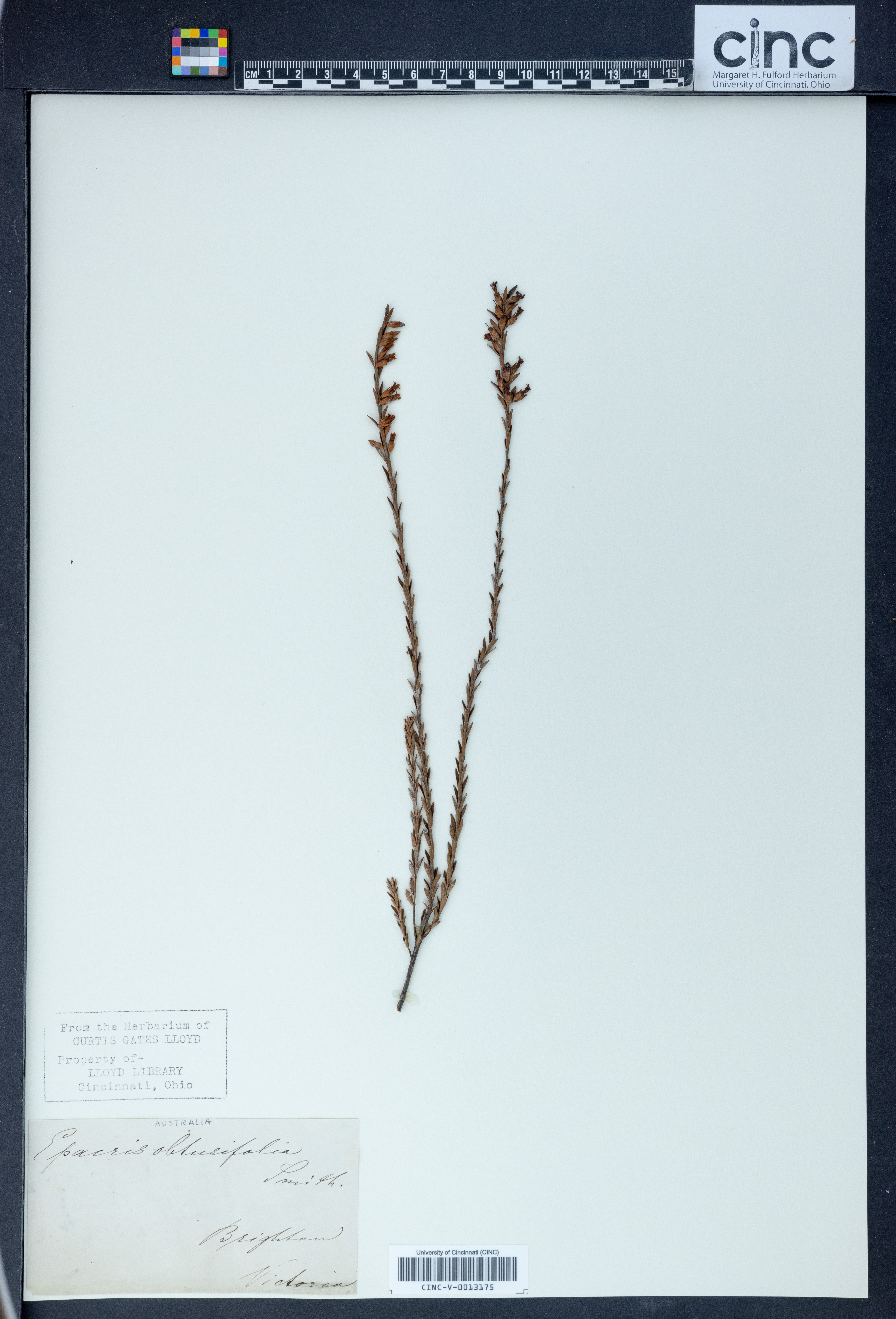 Epacris obtusifolia image