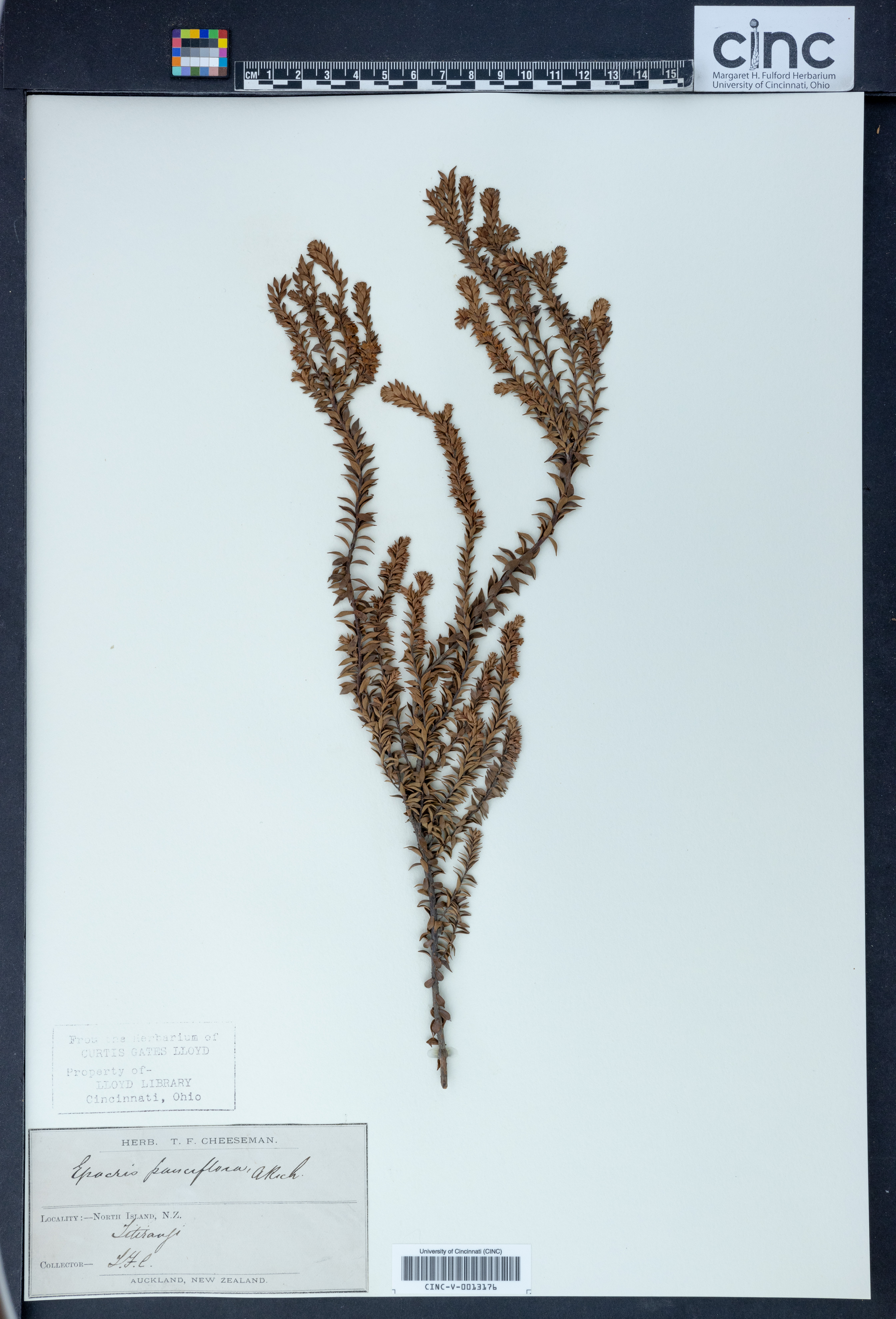 Epacris pauciflora image