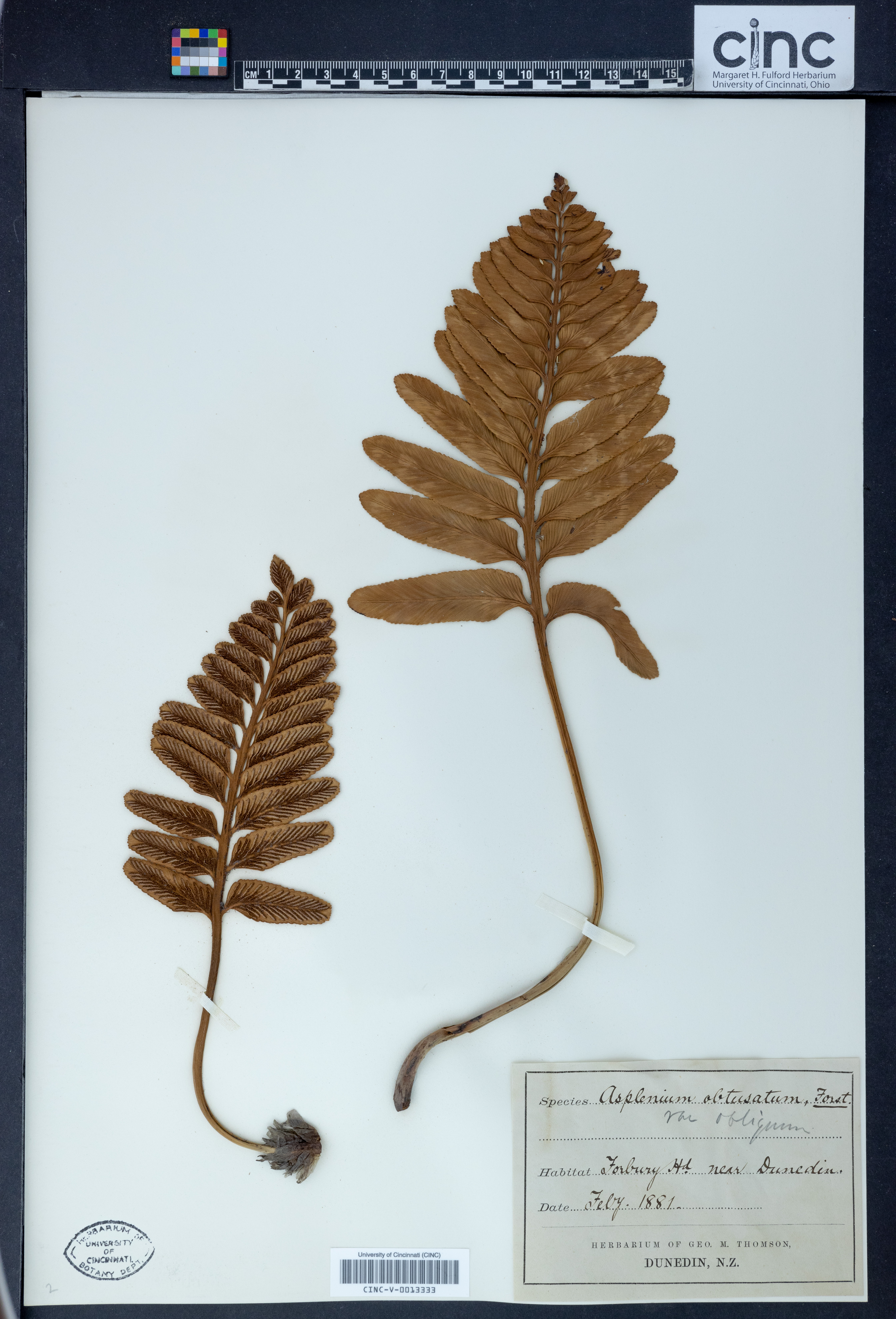 Asplenium obtusatum var. obliquum image