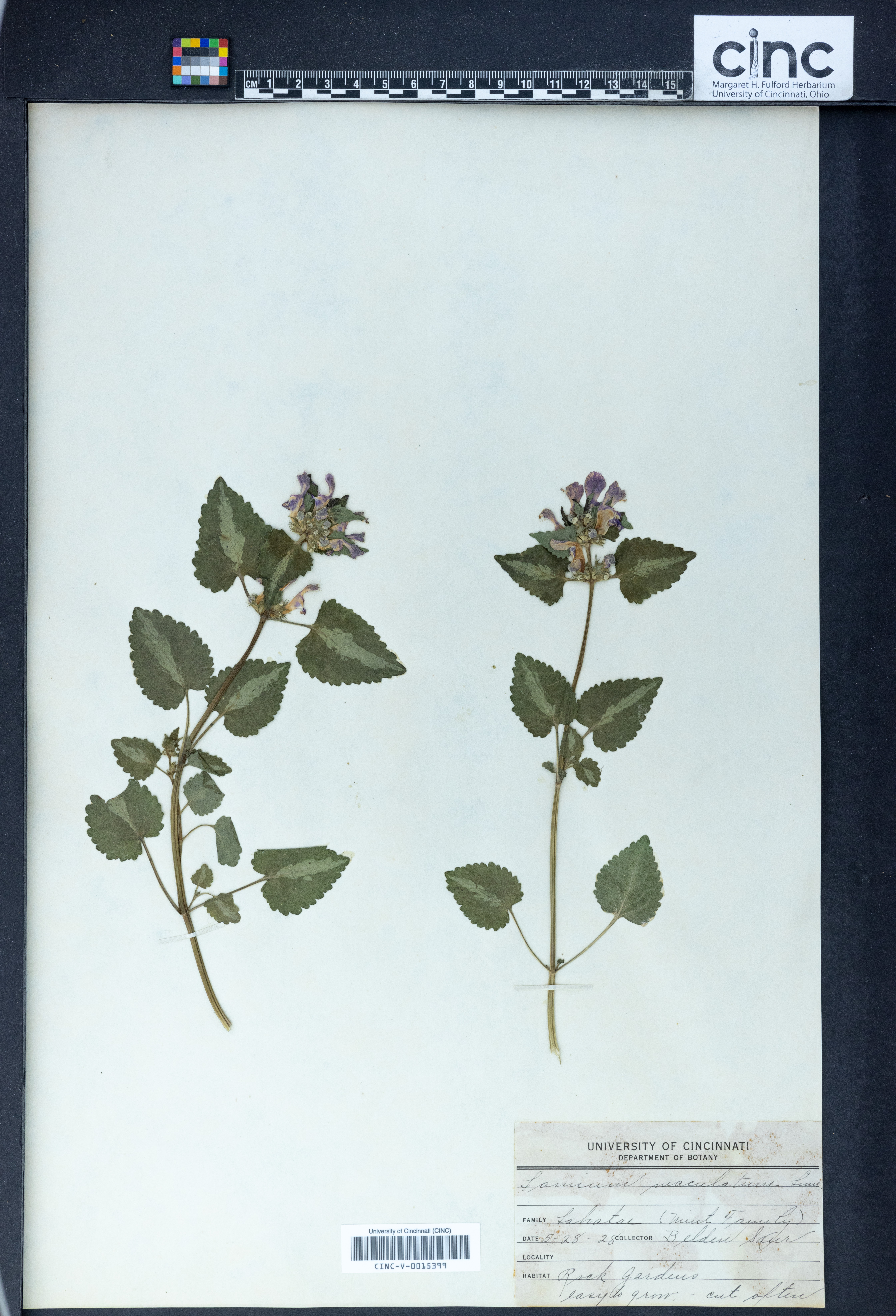 Lamium maculatum image