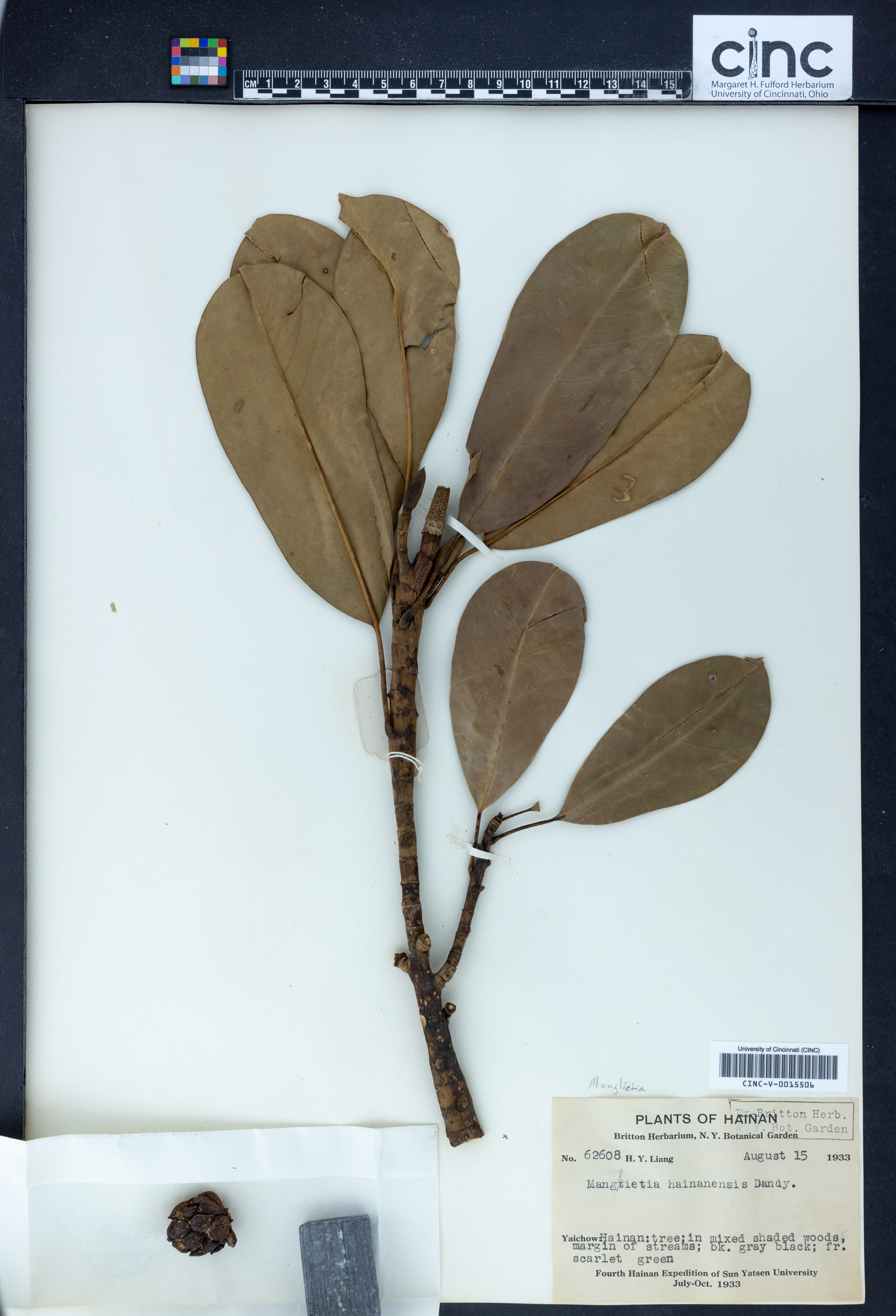 Magnolia fordiana var. hainanensis image