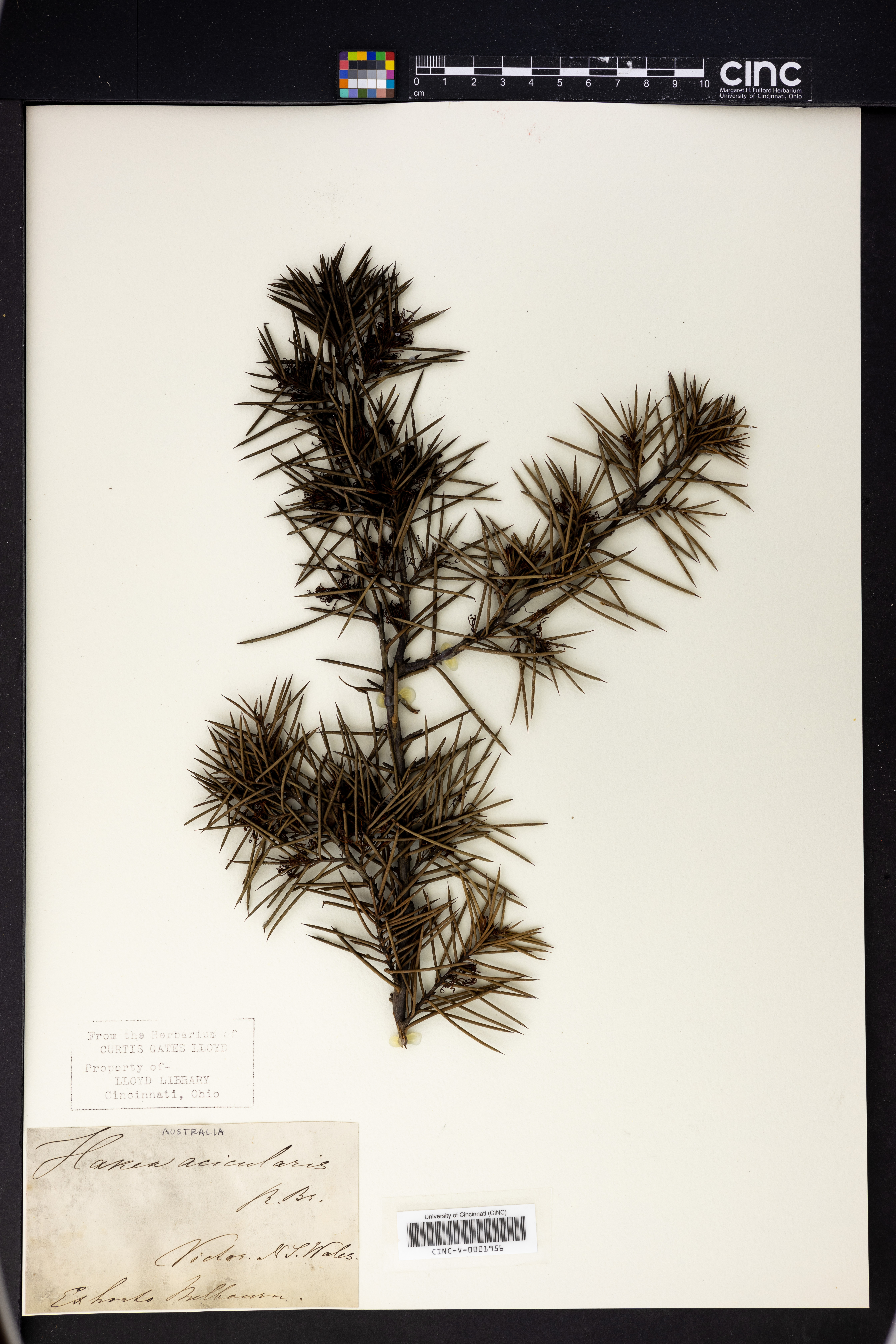 Hakea sericea image