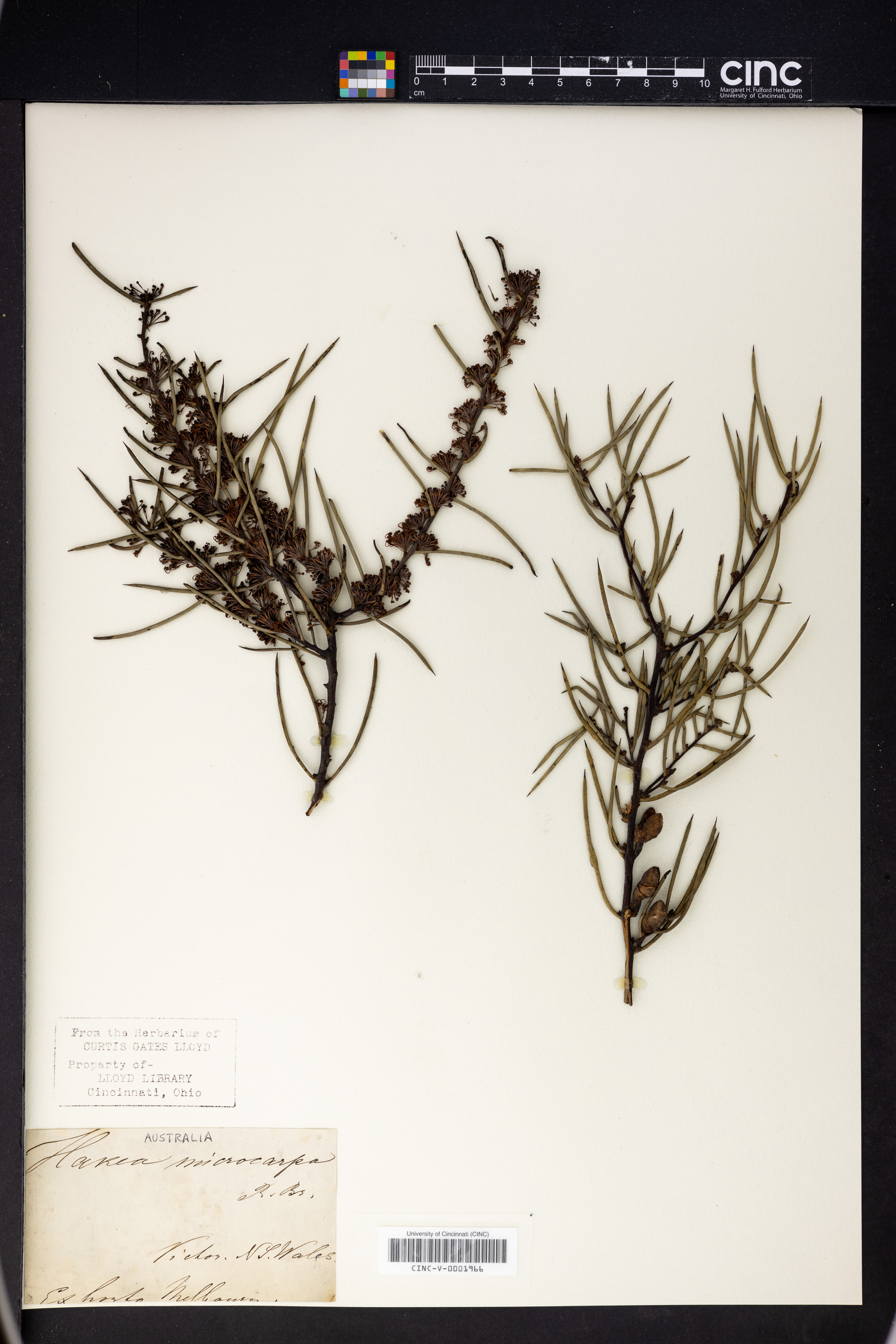 Hakea microcarpa image