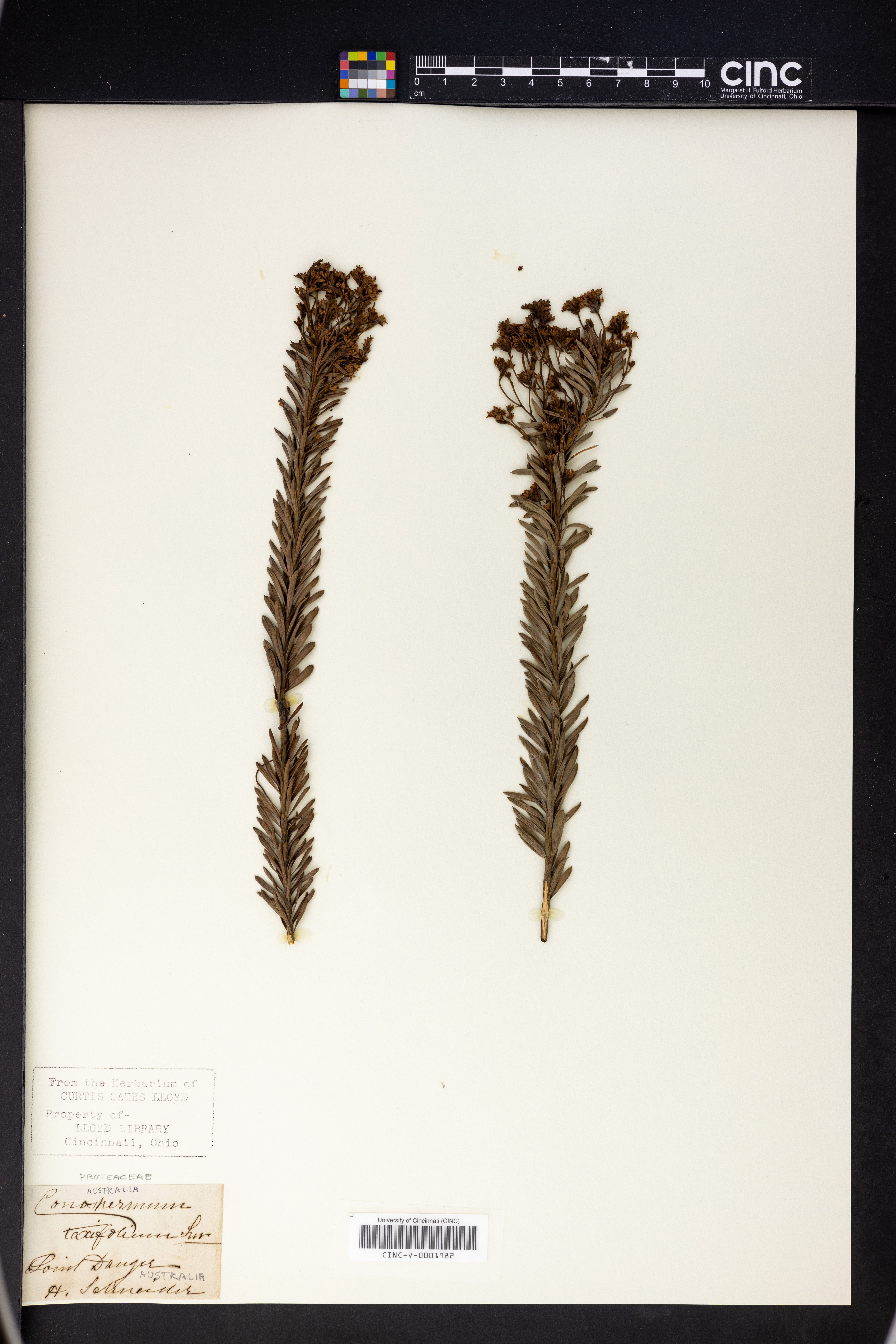 Conospermum taxifolium image