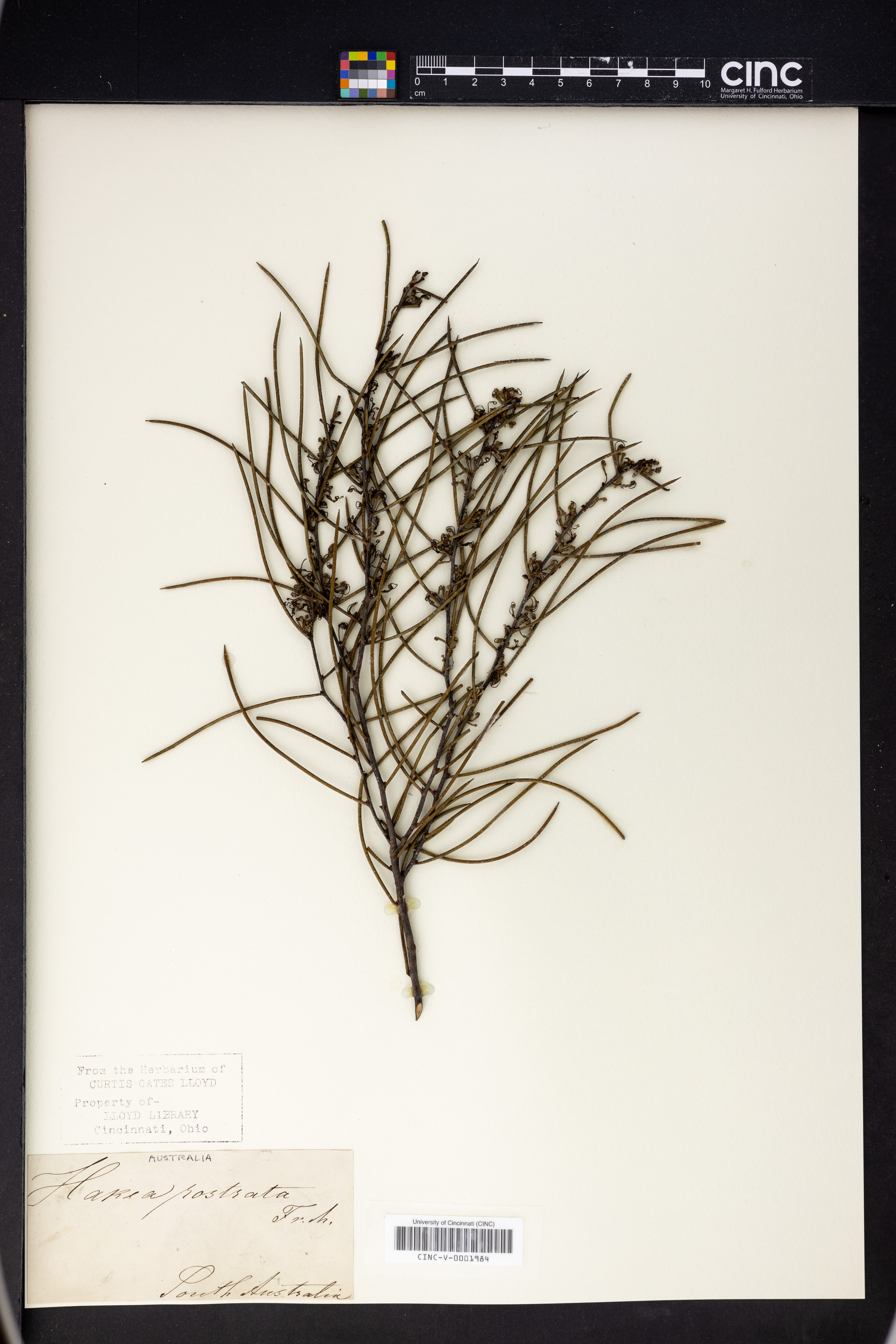 Hakea prostrata image