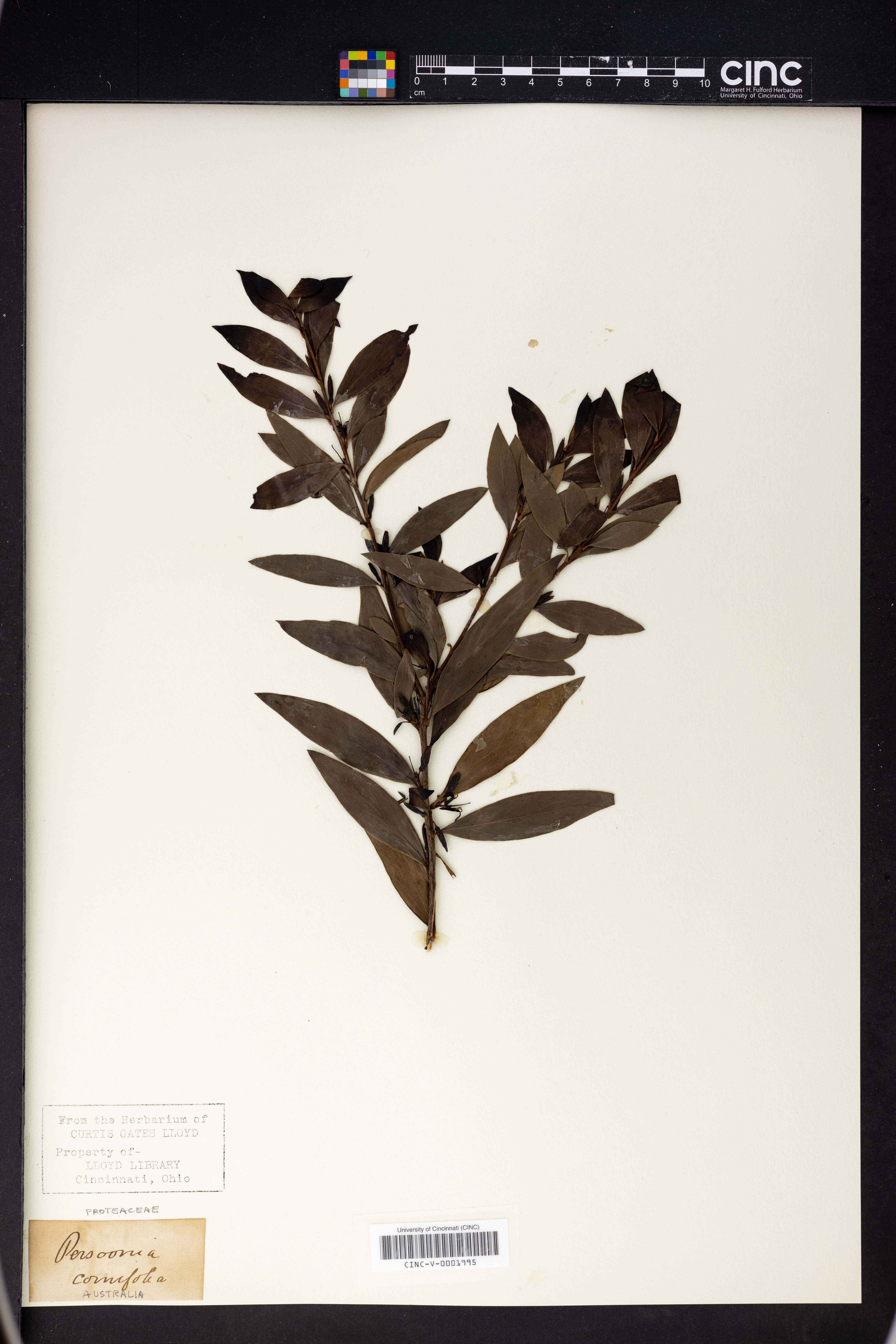 Persoonia cornifolia image