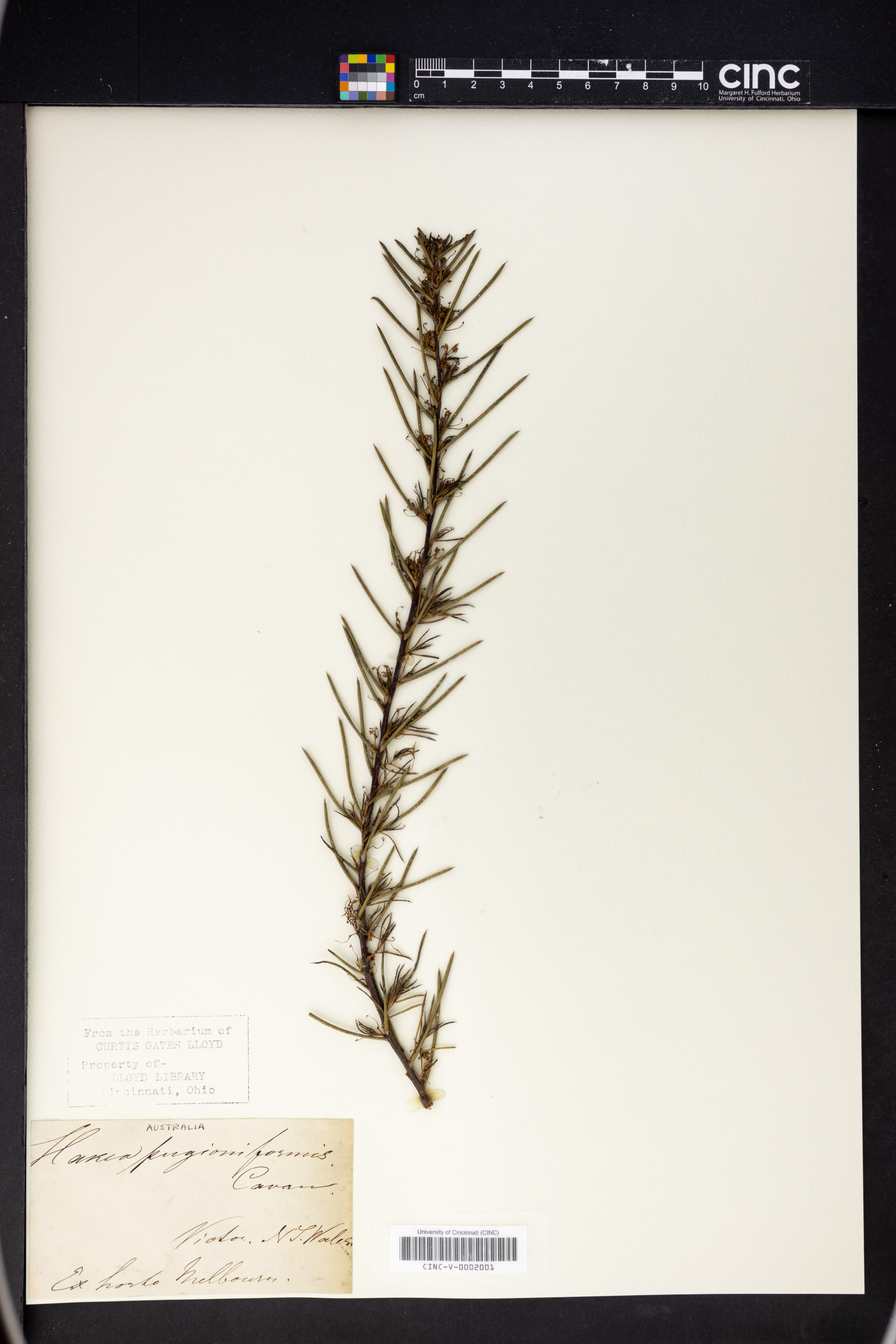 Hakea pugioniformis image