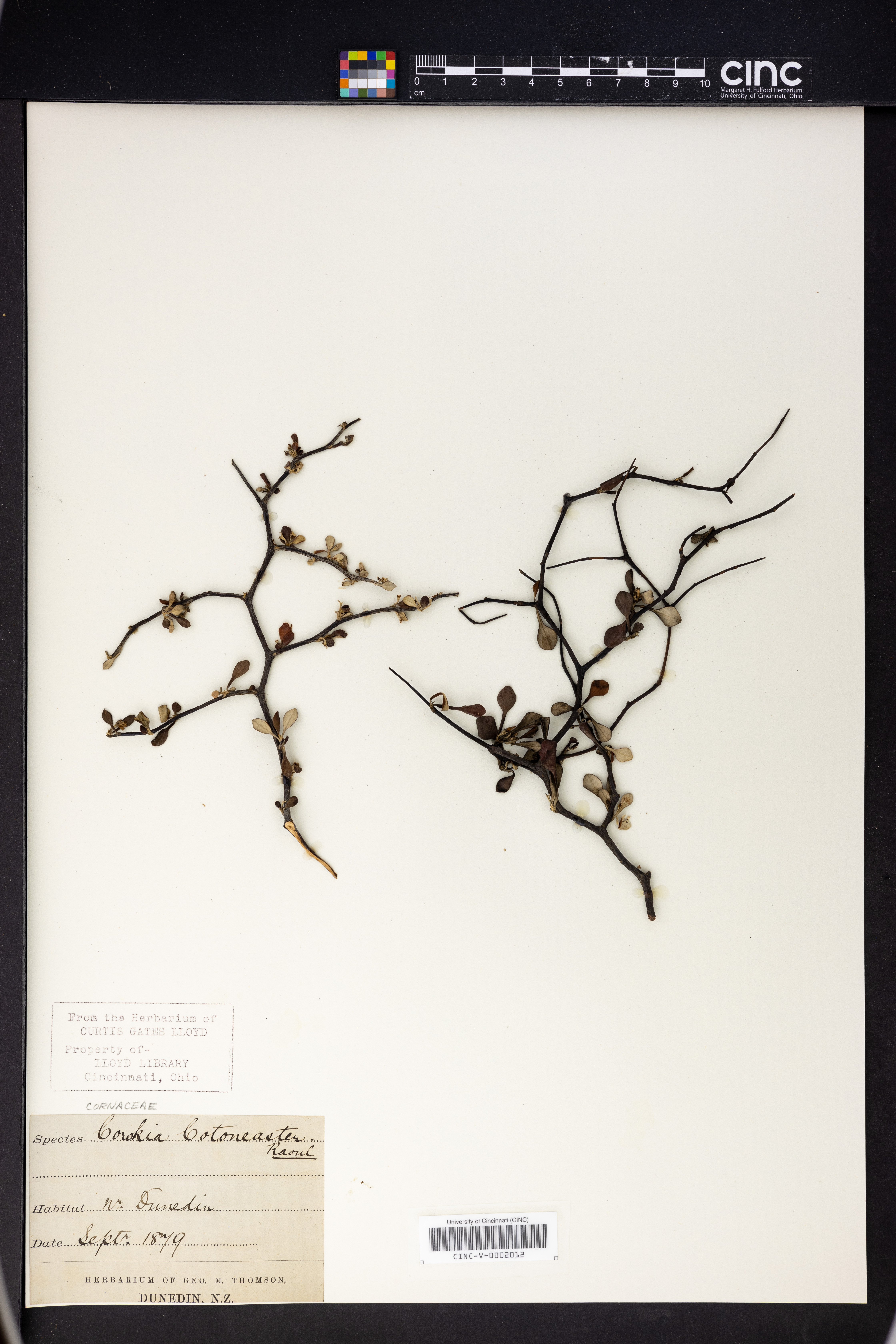 Corokia cotoneaster image