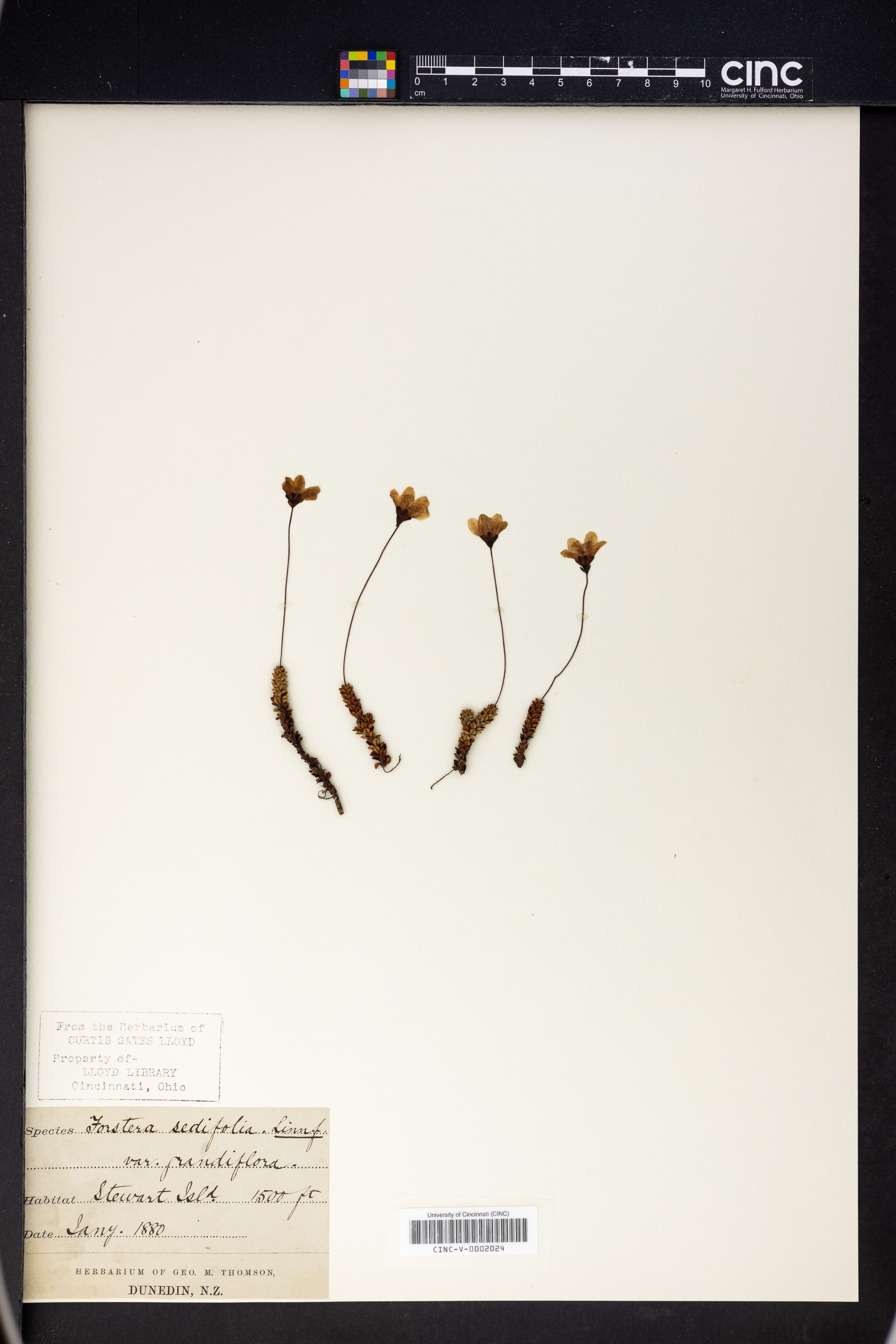 Forstera sedifolia image
