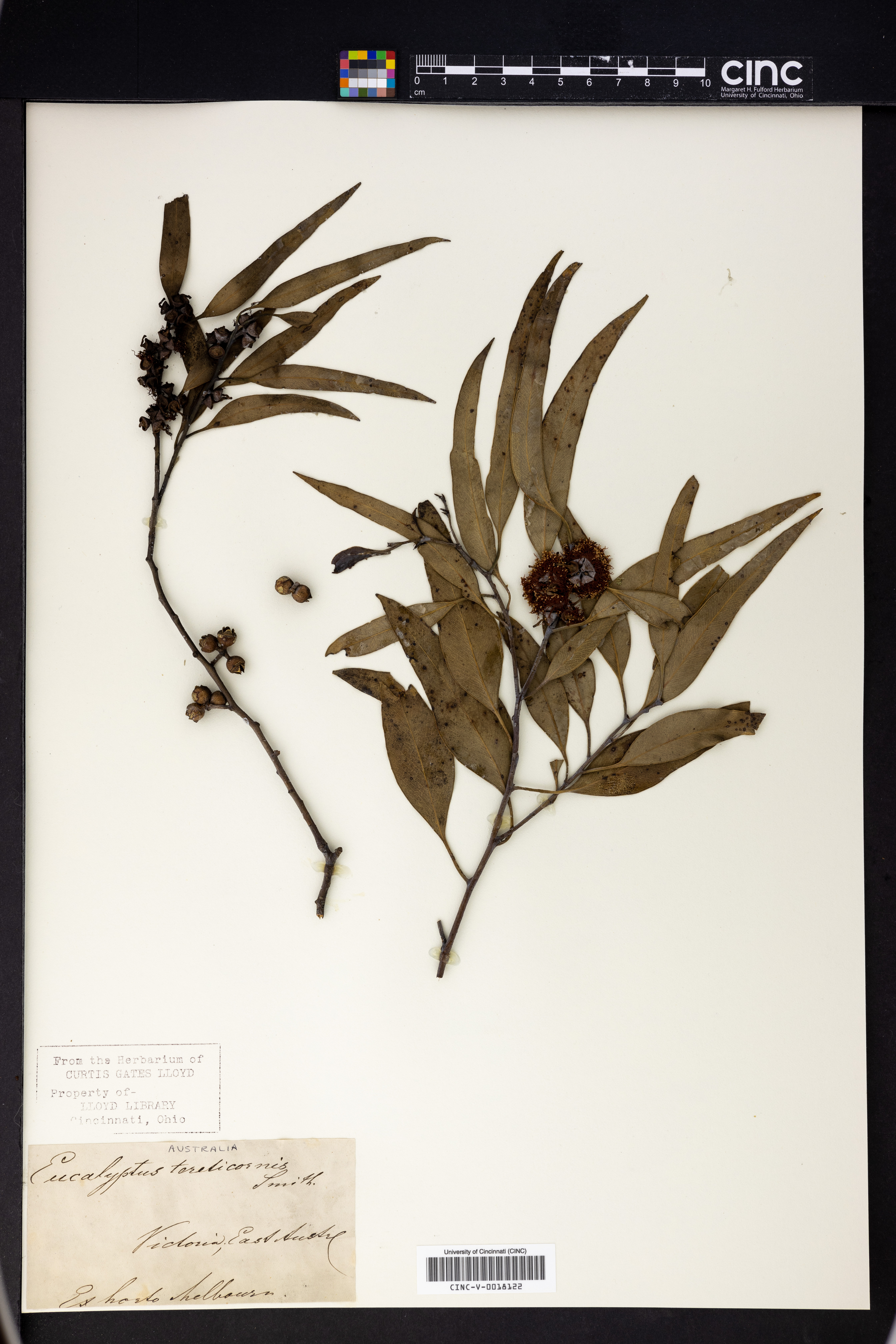 Eucalyptus tereticornis image