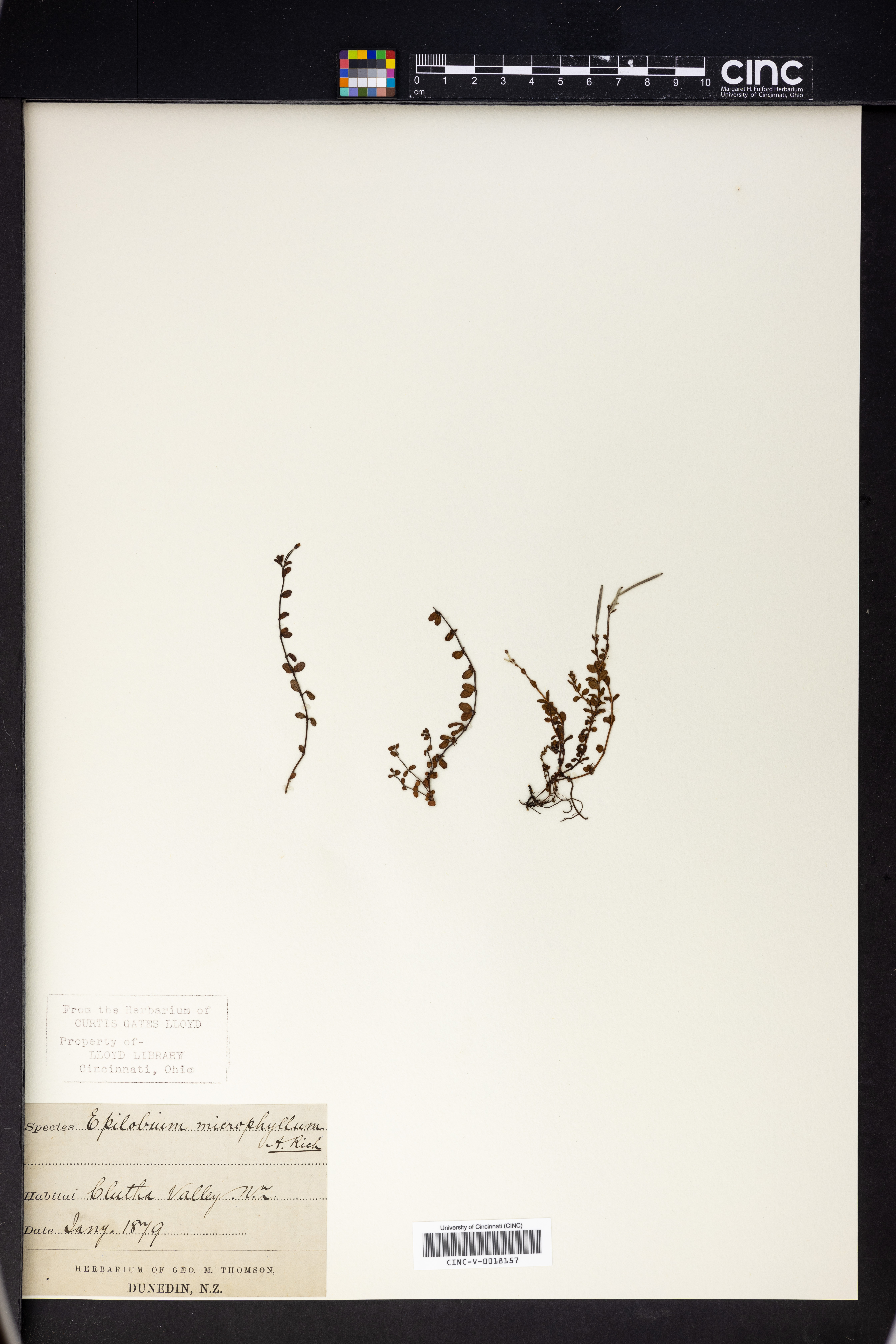 Epilobium microphyllum image