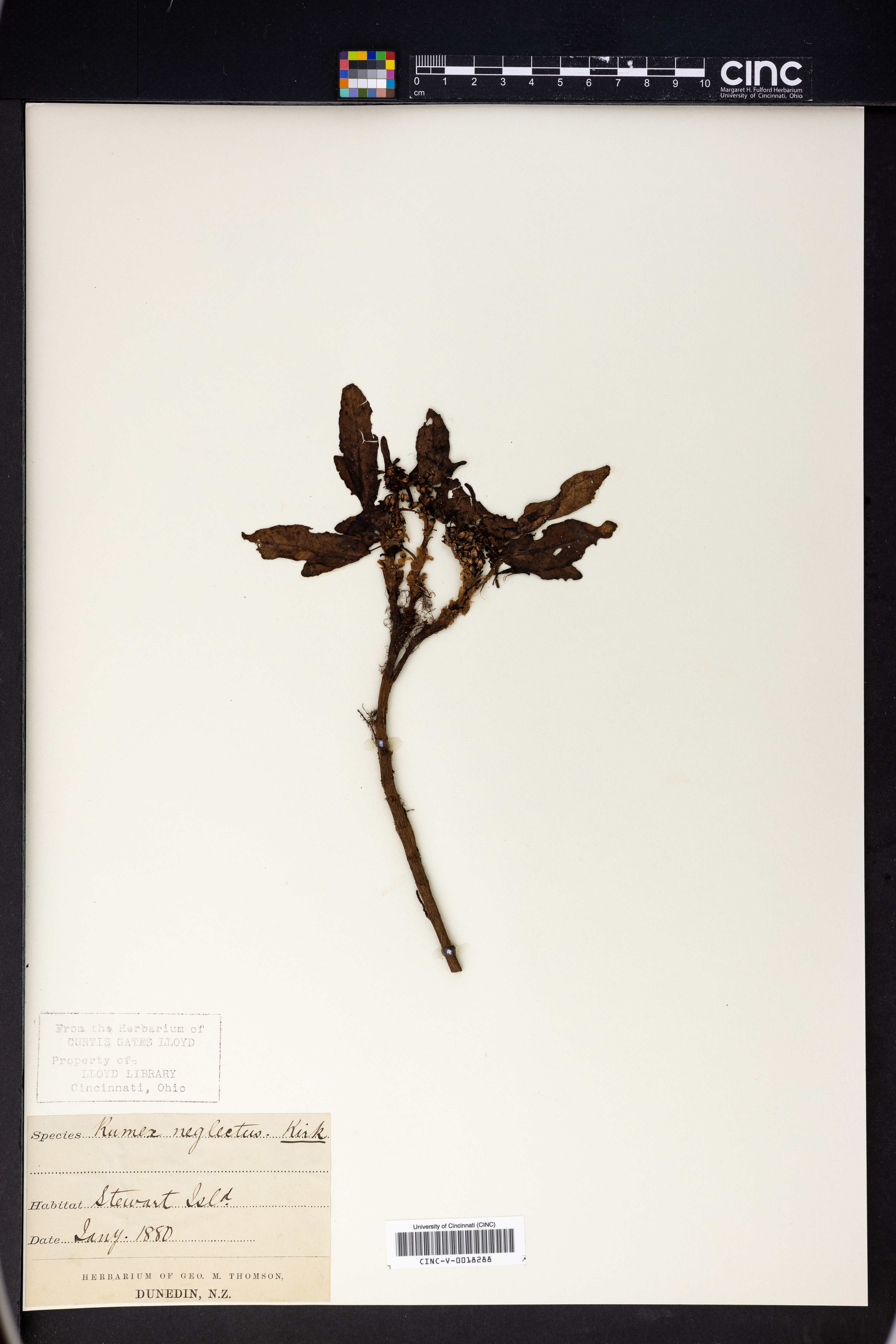 Rumex neglectus image