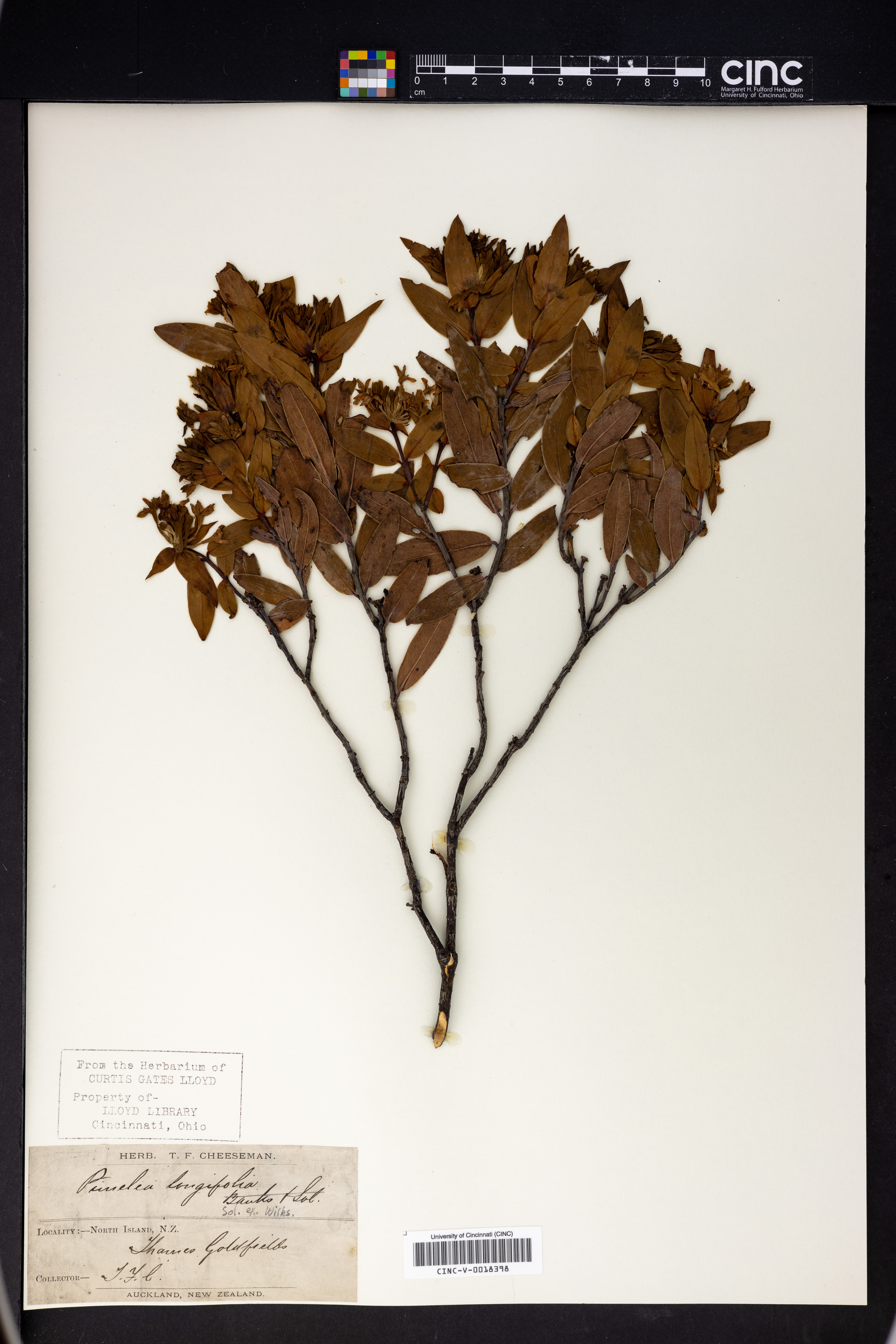 Pimelea longiflora image