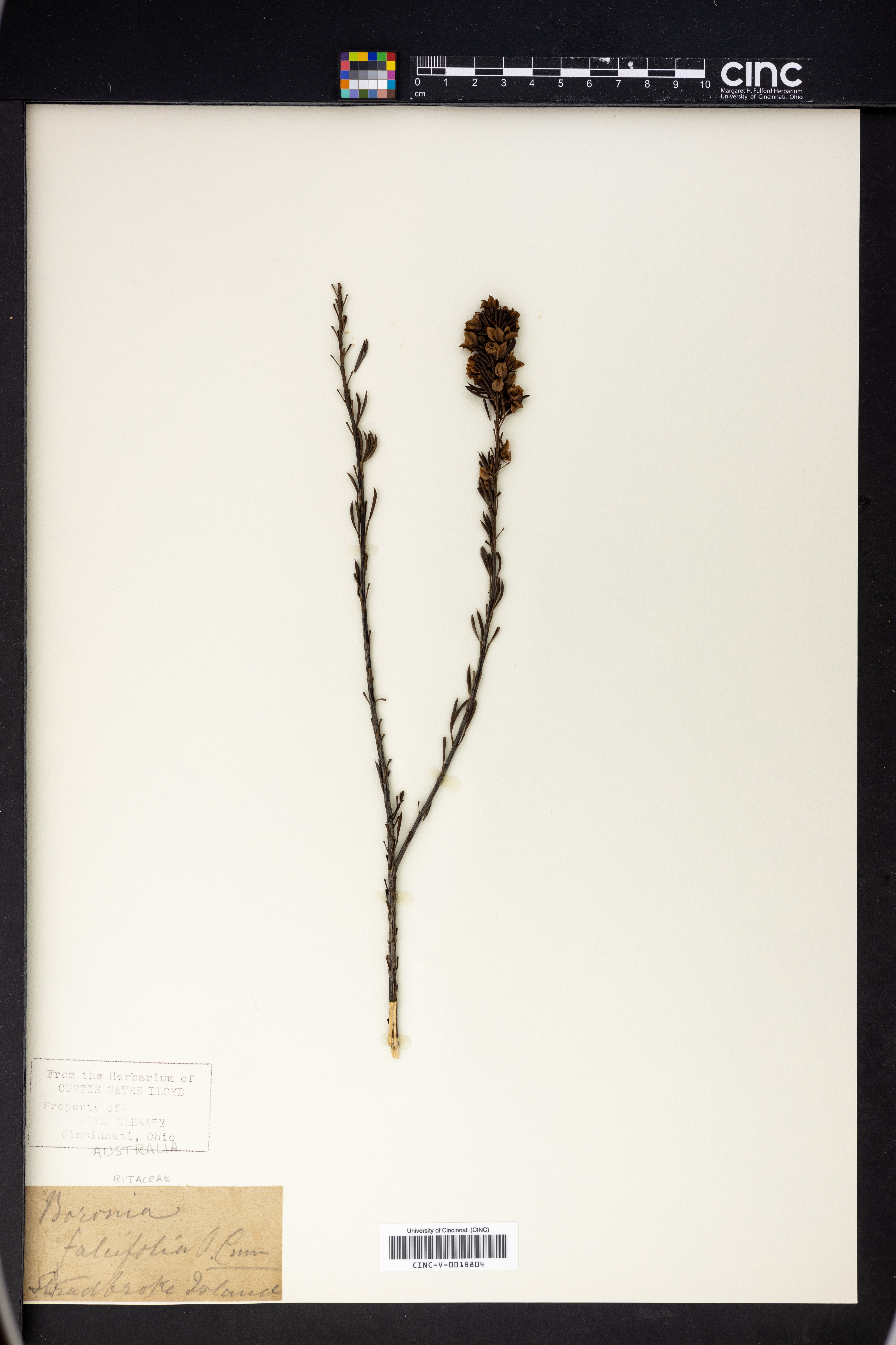 Boronia falcifolia image