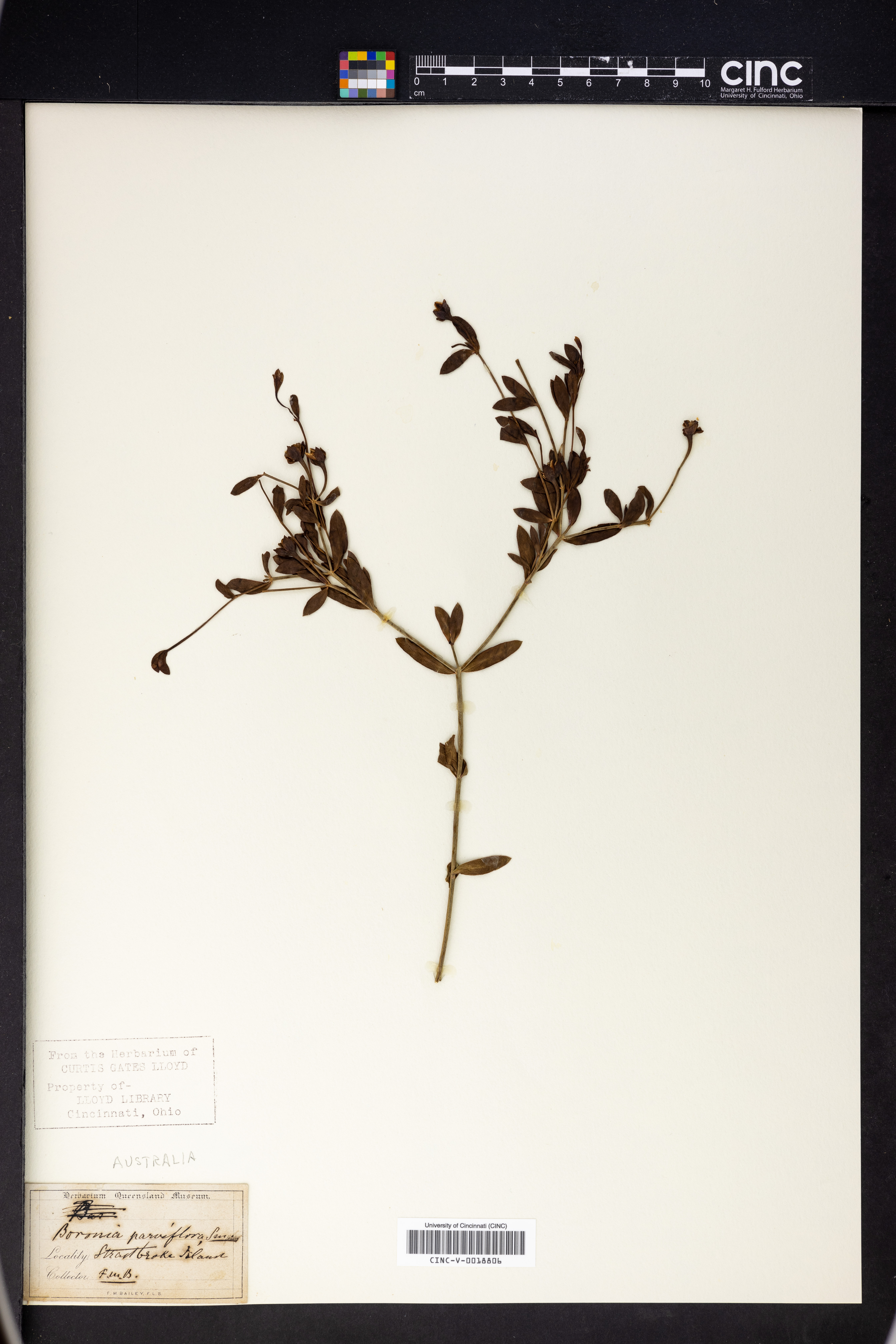 Boronia parviflora image