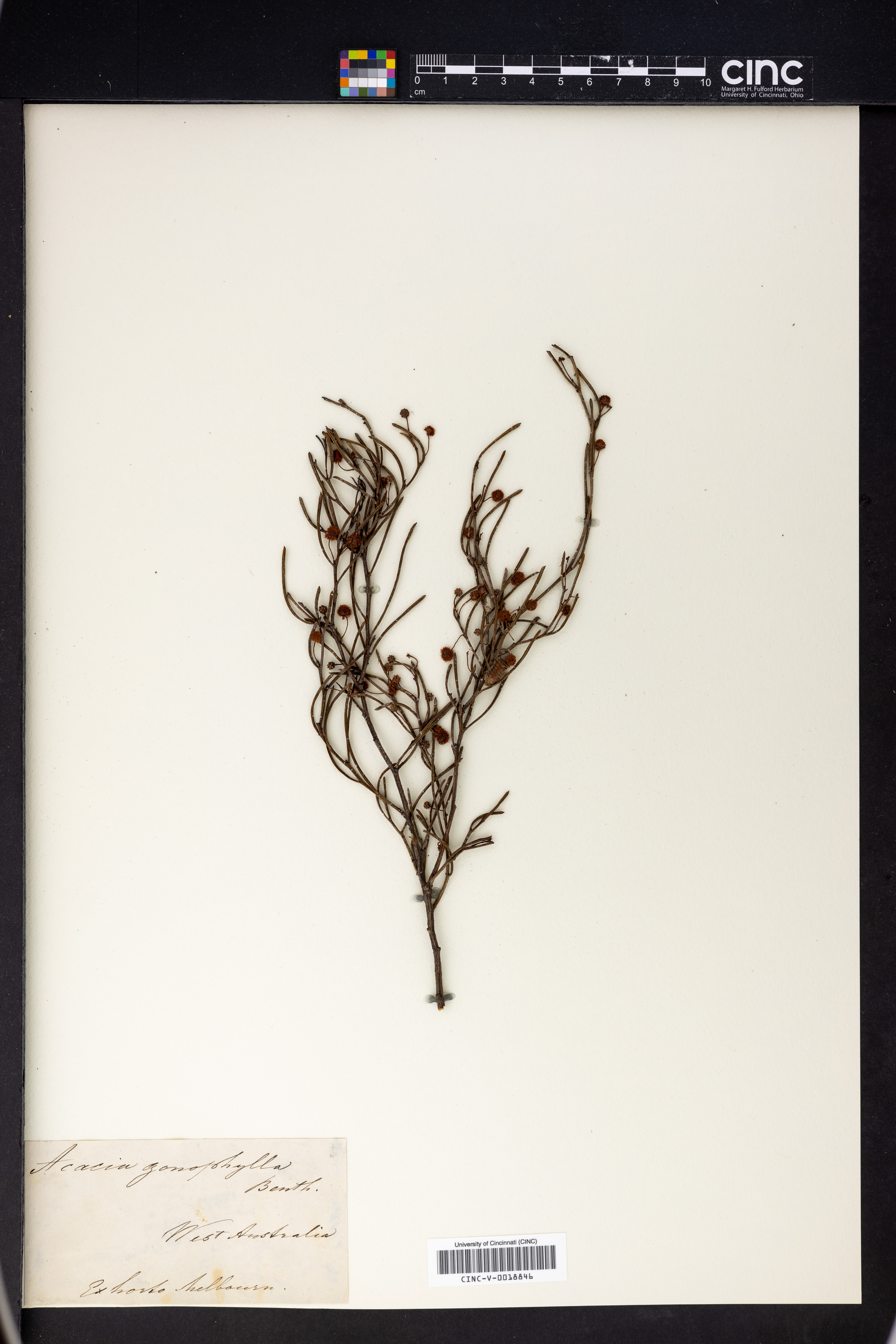 Acacia gonophylla image