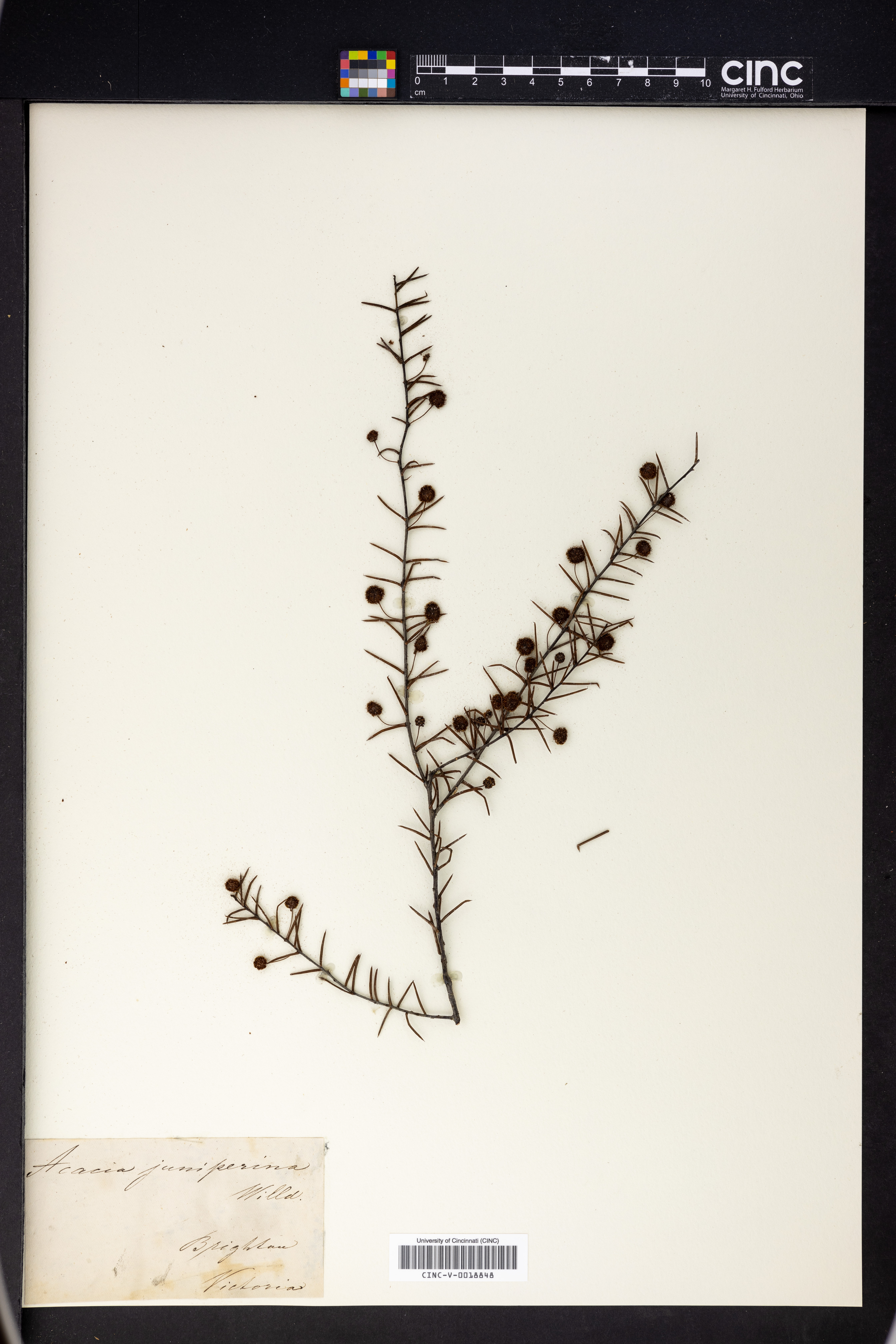 Acacia juniperina image