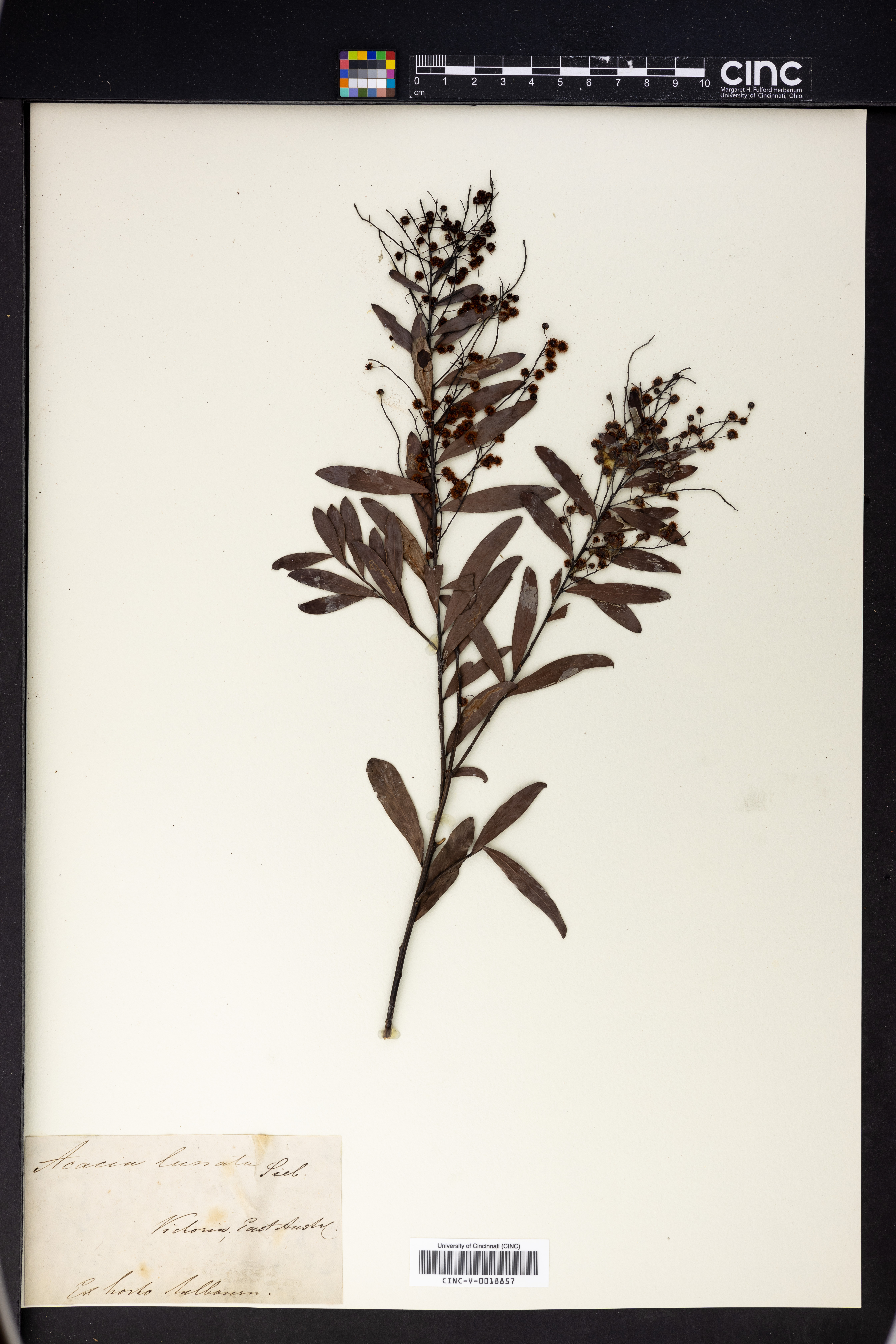 Acacia lunata image