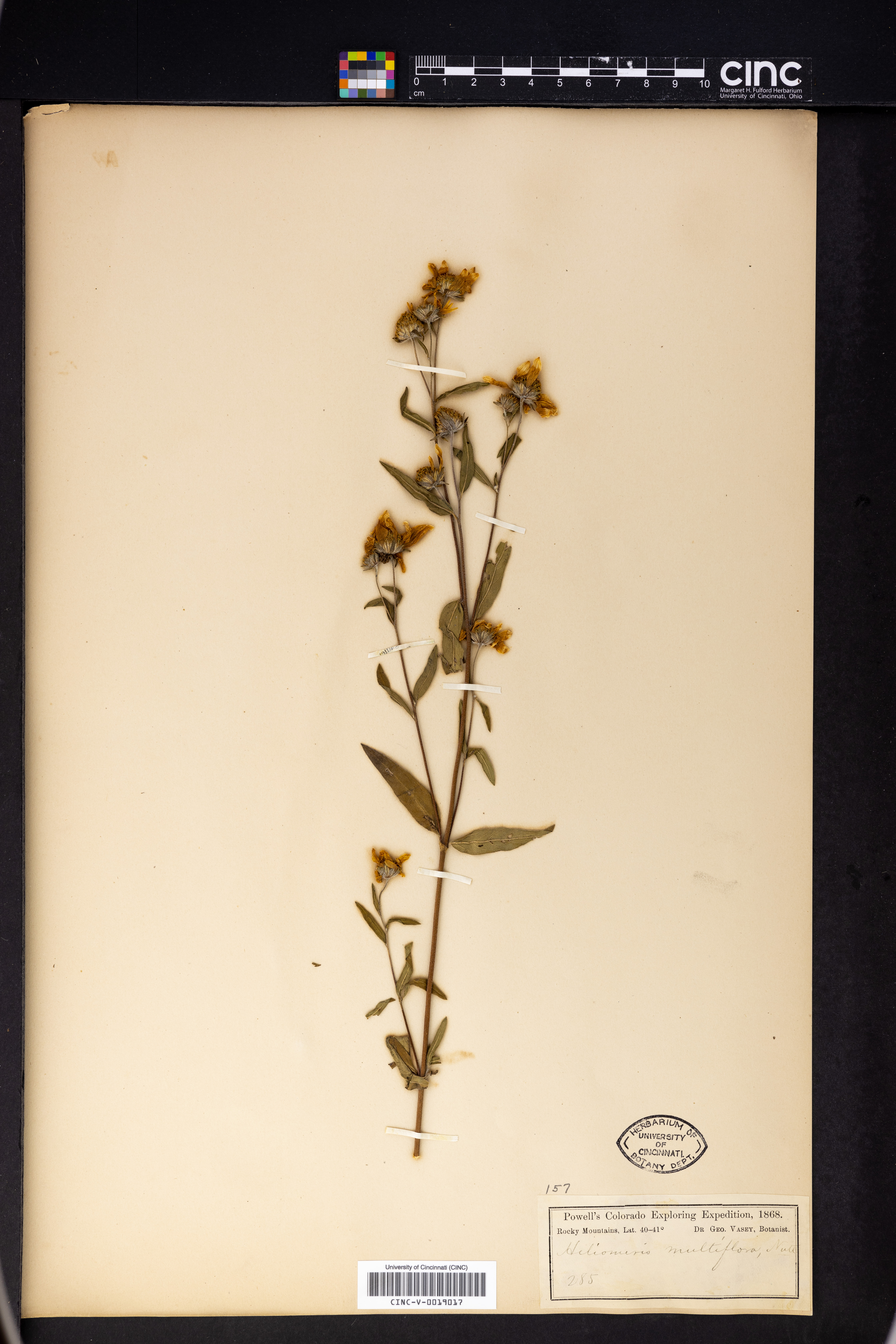 Helianthus multiflorus image