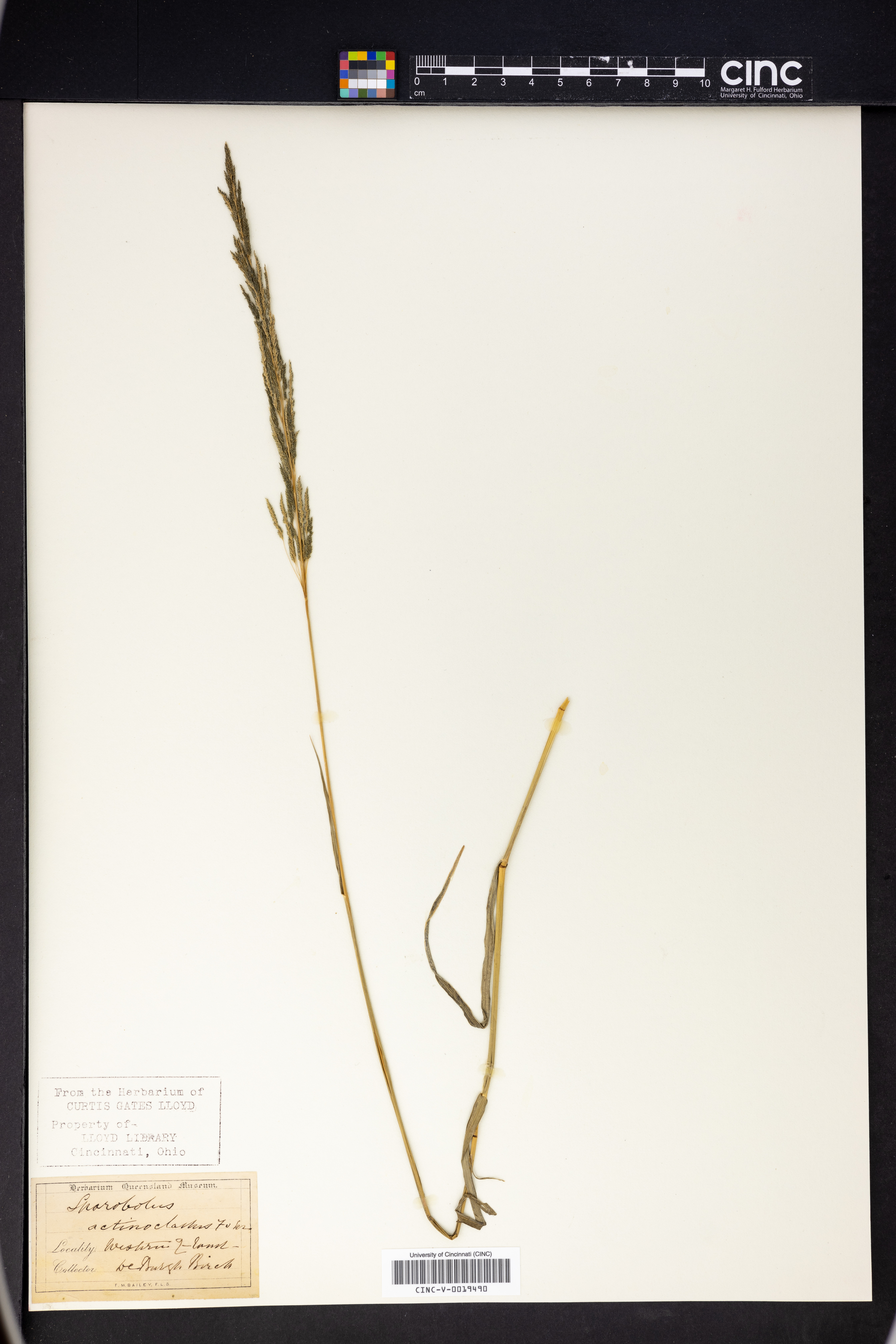 Sporobolus actinocladus image
