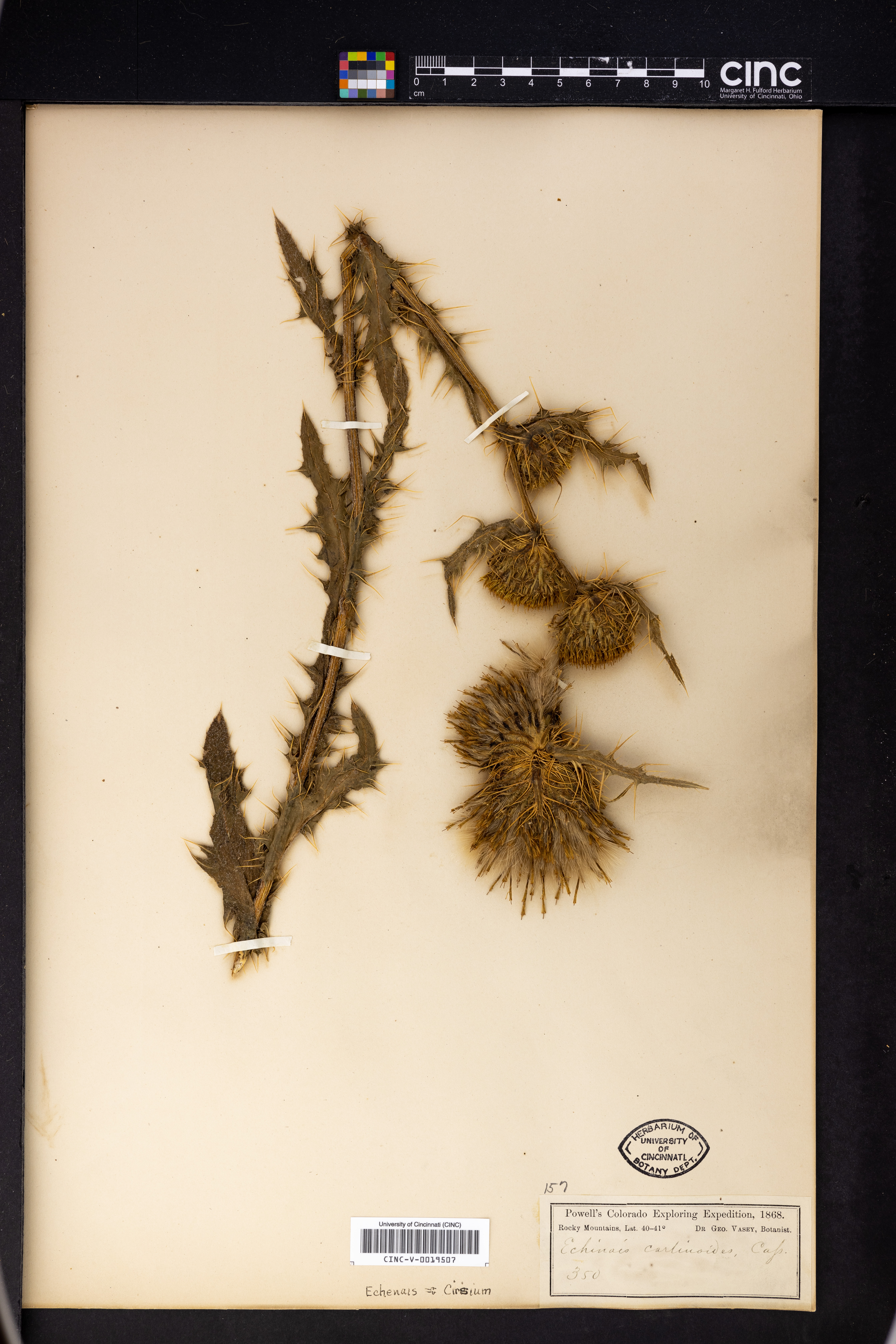 Cirsium echinus image