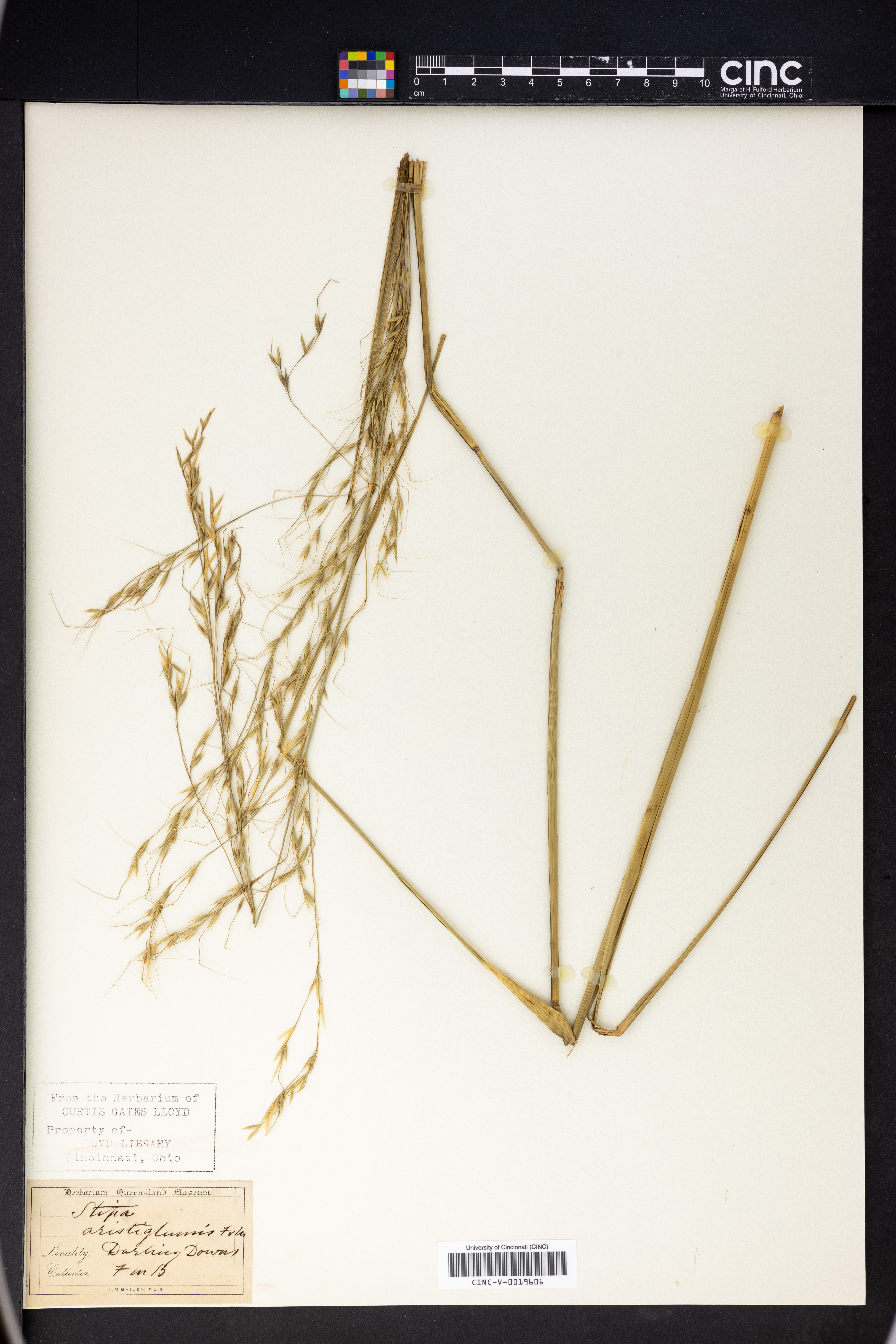 Stipa aristiglumis image