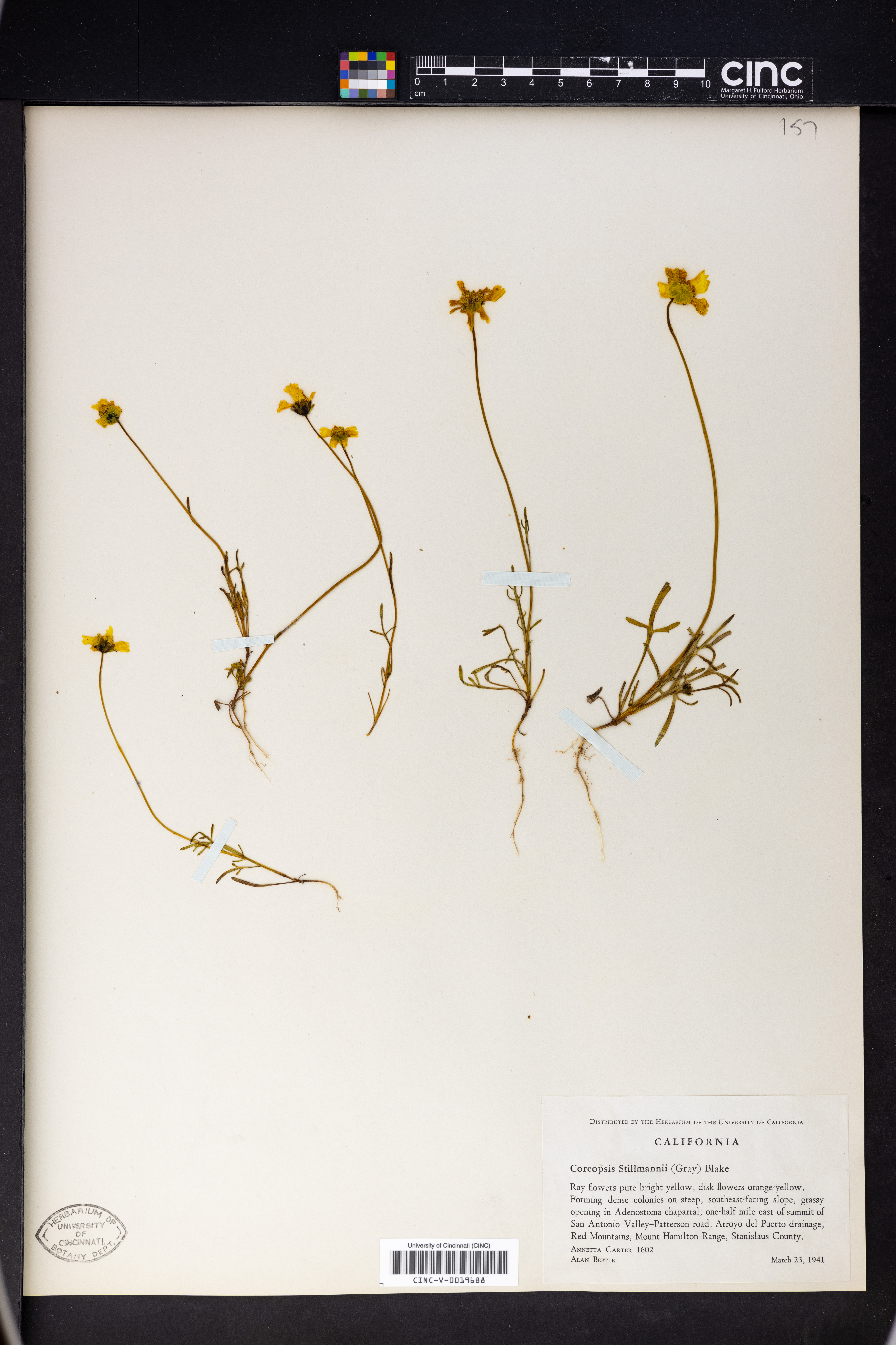 Coreopsis stillmanii image