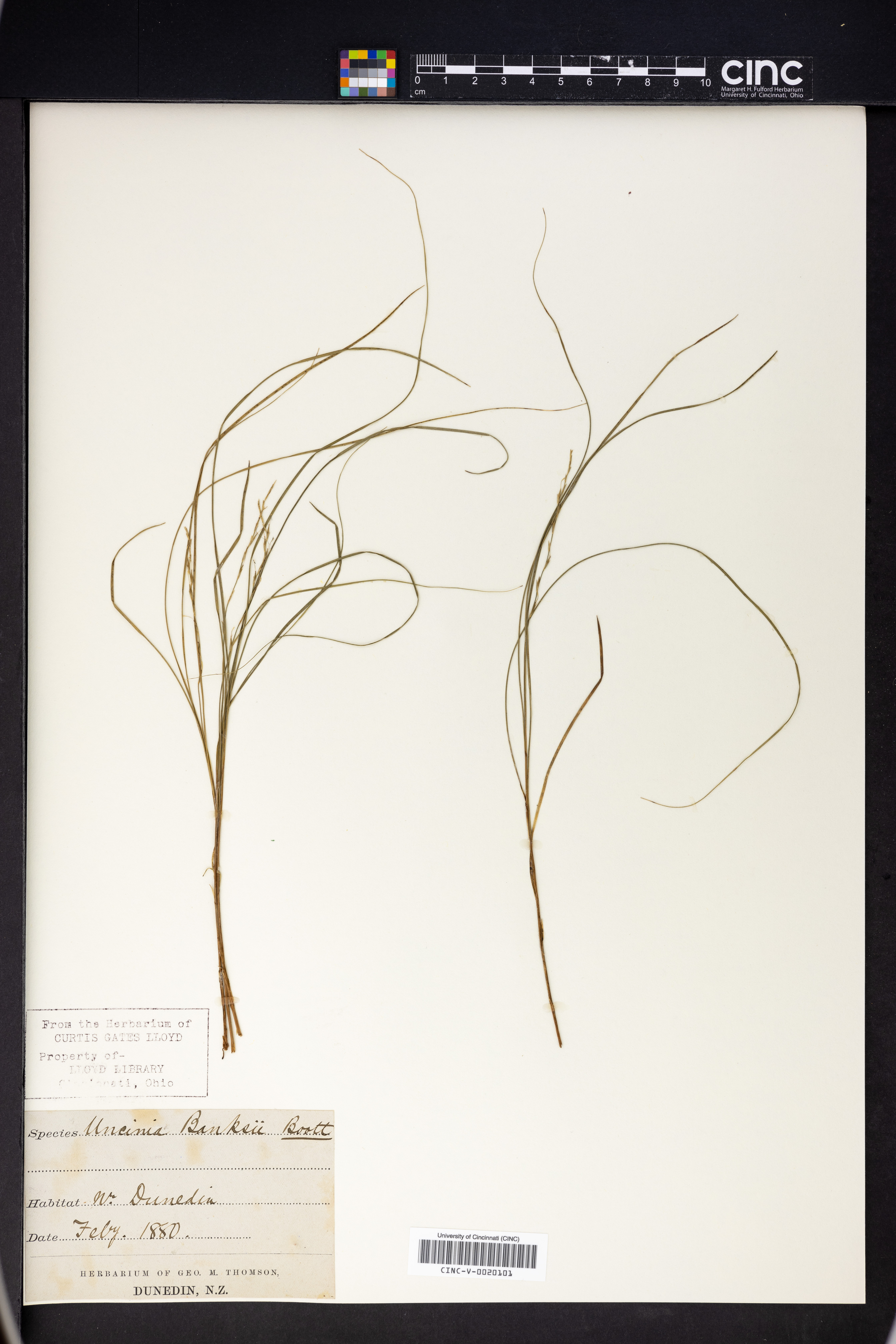 Carex banksiana image