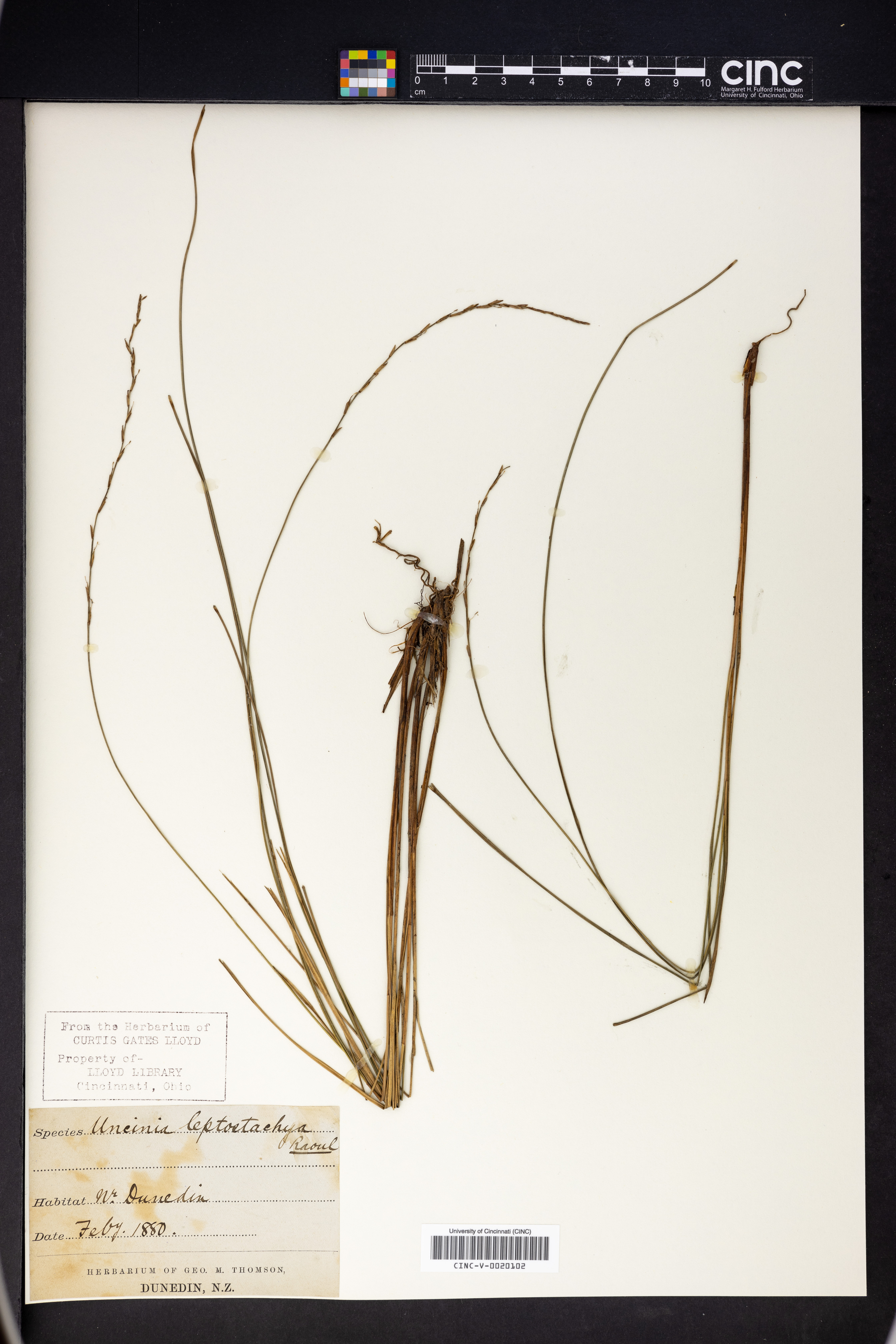 Carex cyanea image