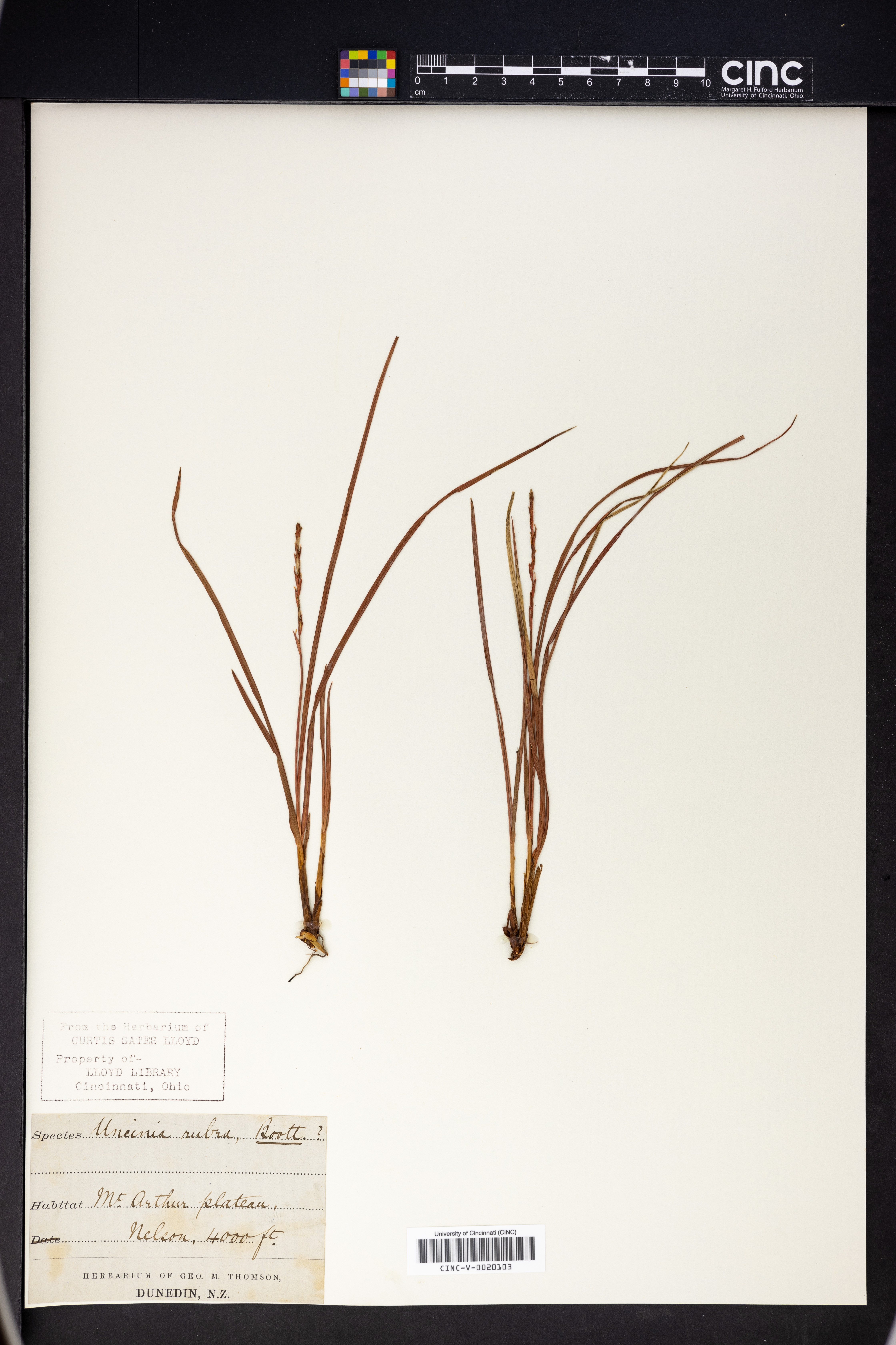 Carex punicea image